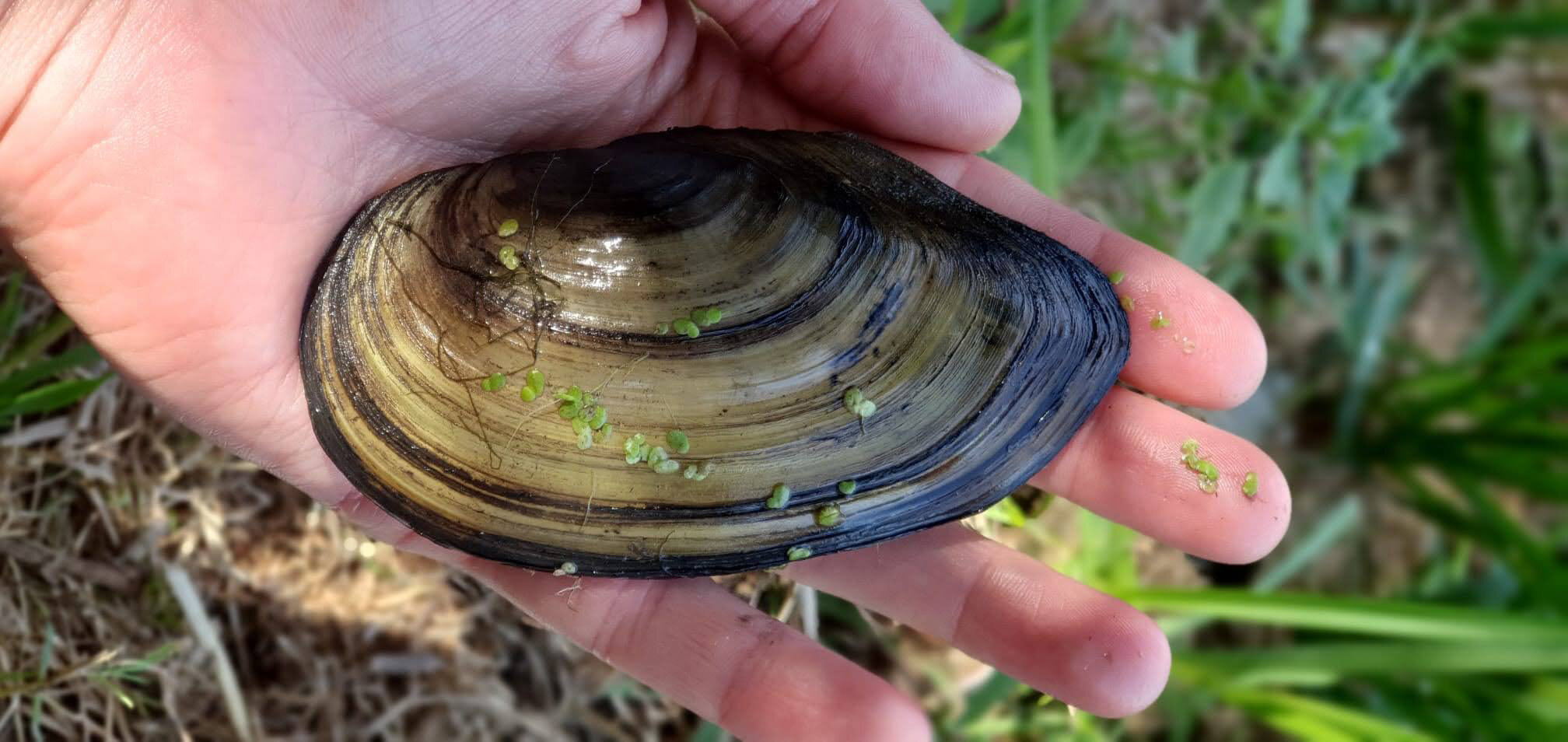 Mussel survey reveals alarming degradation of River Thames ecosystem since the 1..