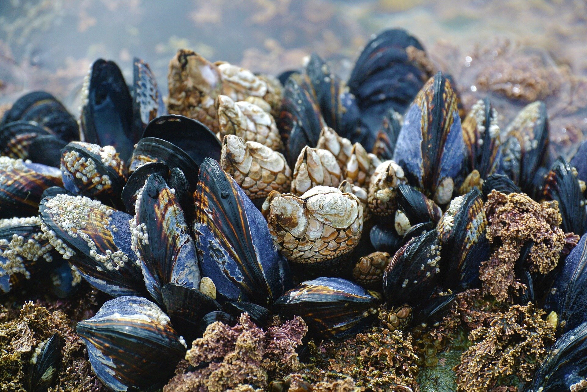 photo of Moving mussels: New insights into shellfish farming image