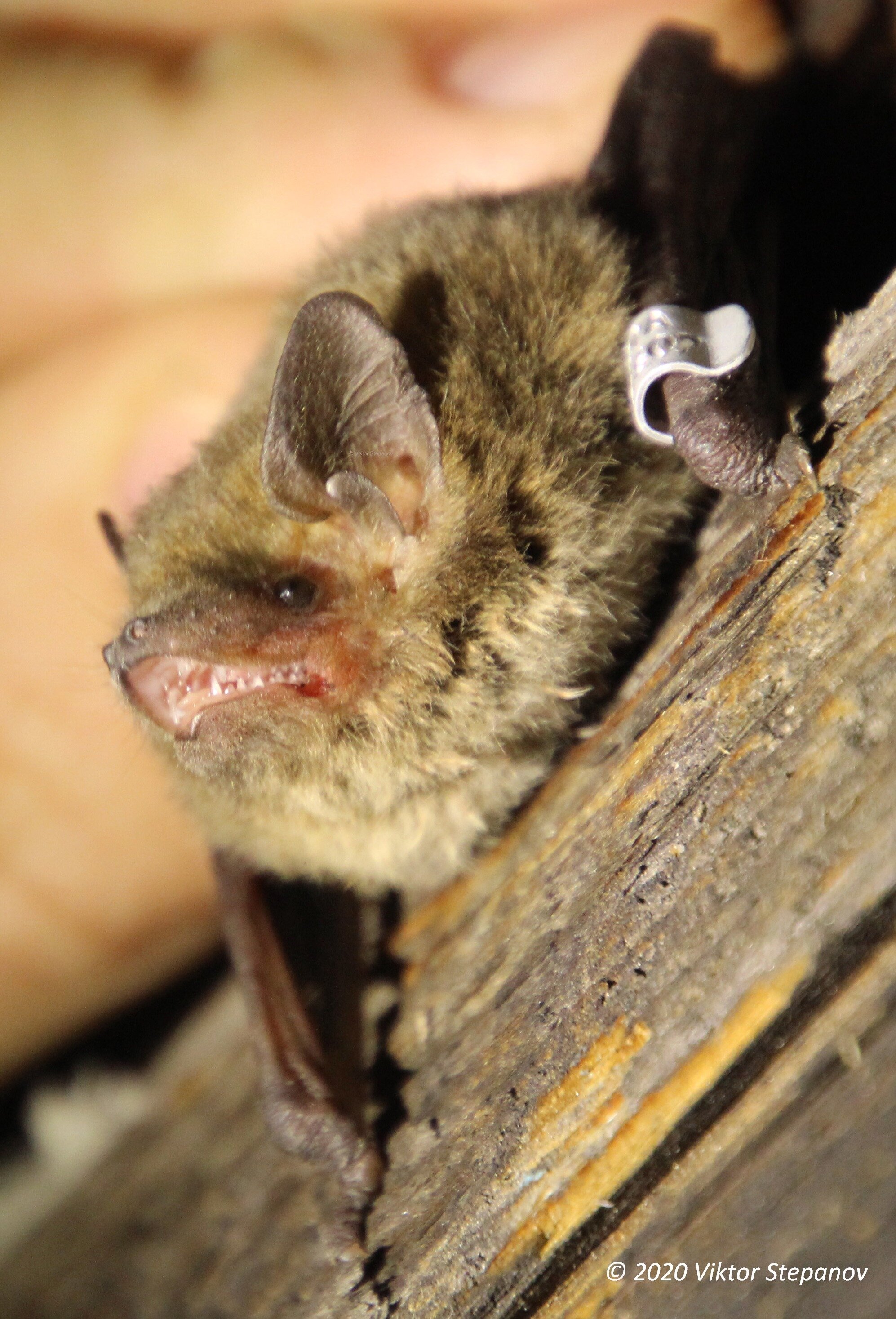 #Nathusius’ pipistrelle bat sets a new bat migration record with a 2,400 km flight