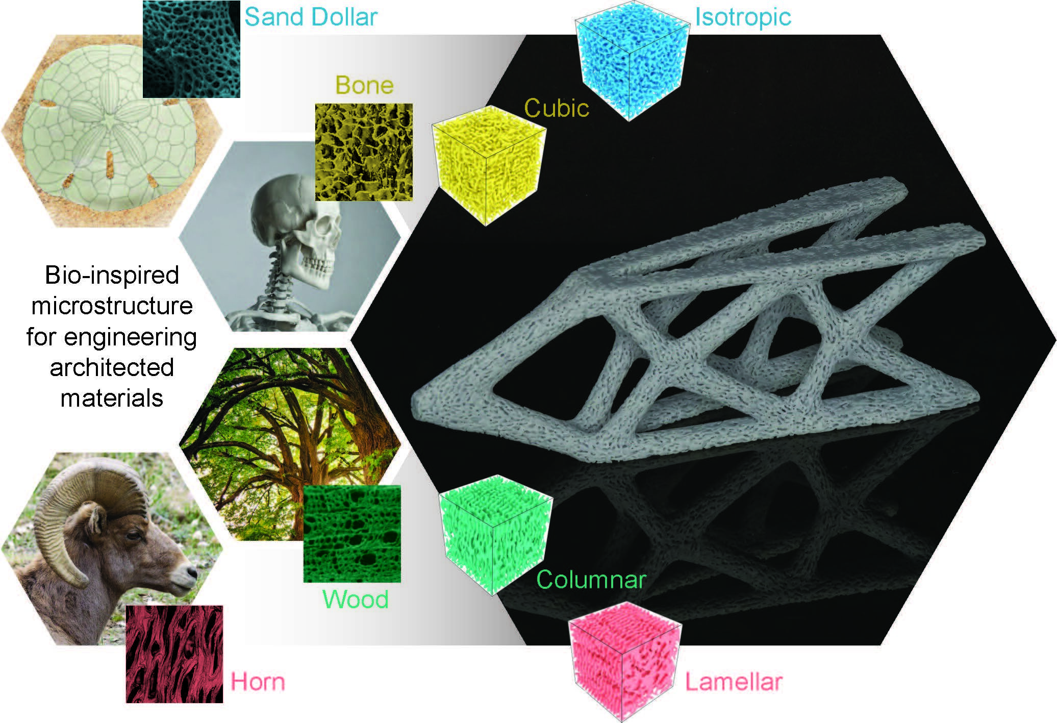 #How nature inspires strong, lightweight material for planes, buildings and bone implants
