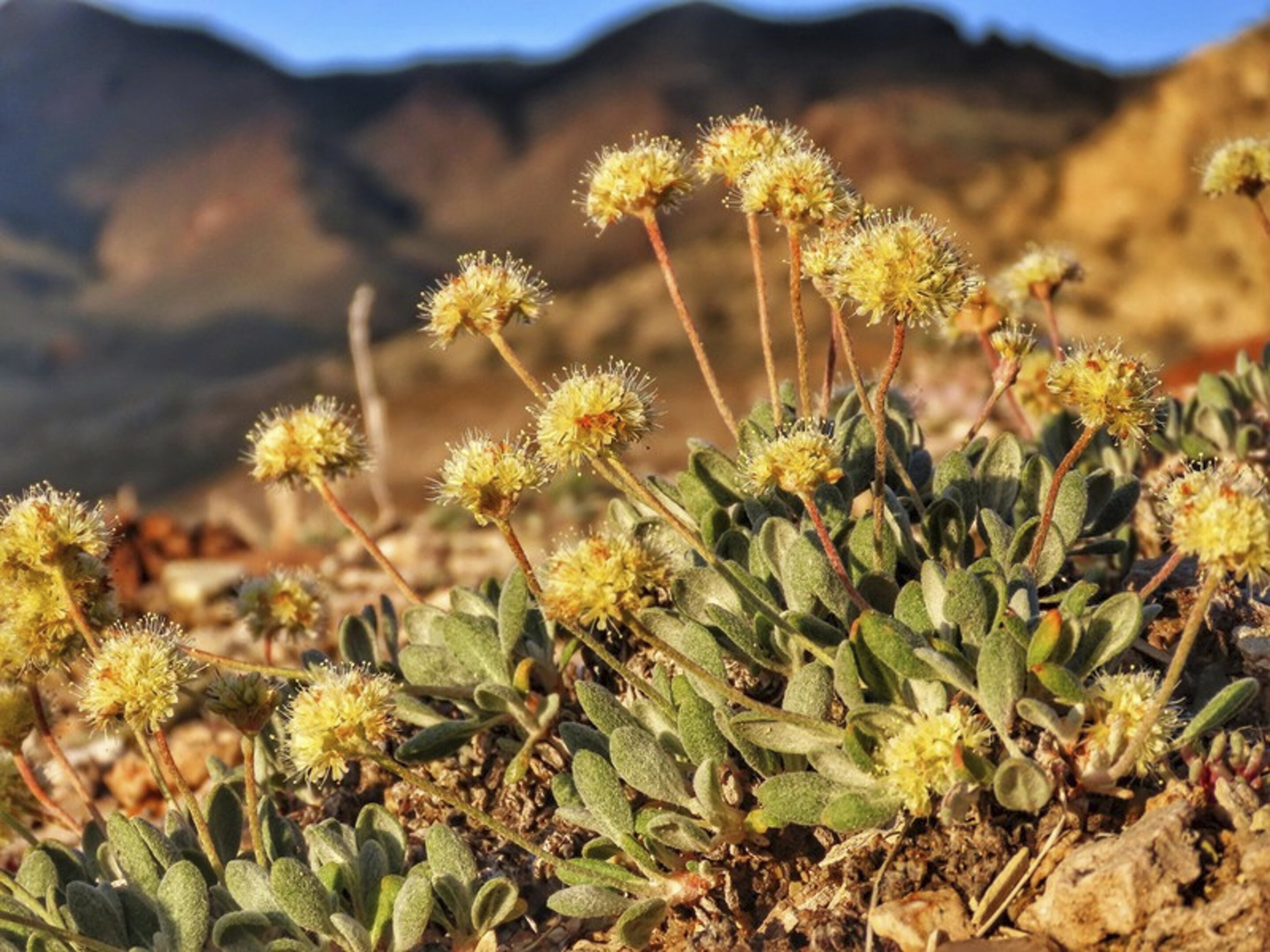 #Nevada flower listed as endangered at lithium mine site