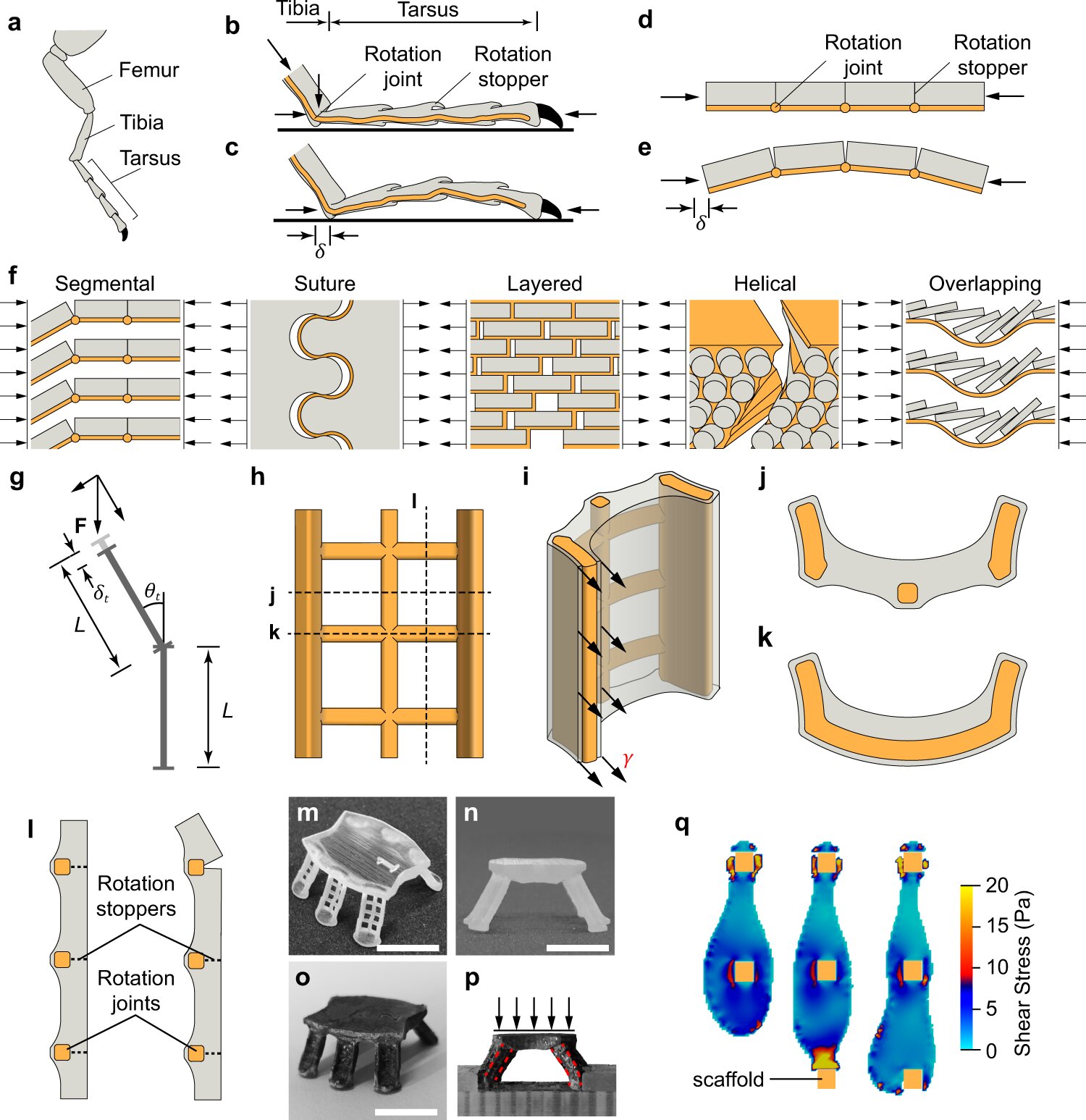New discovery in animal exoskeletons leads to advances in designing construction..