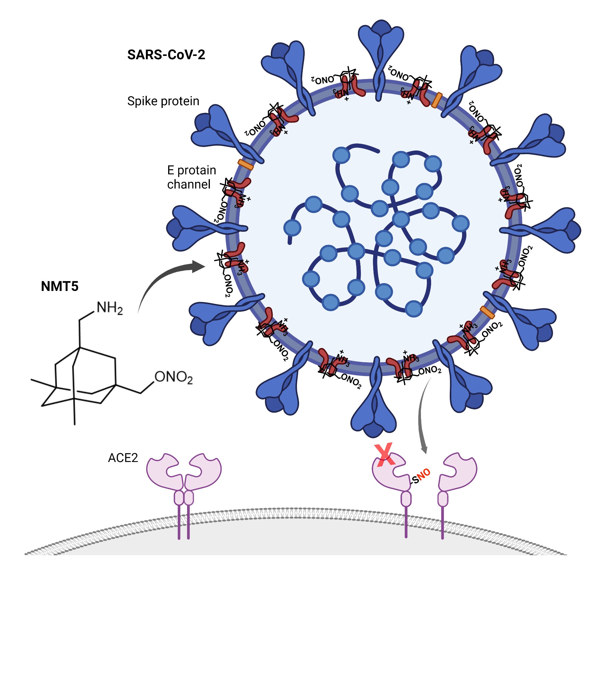 New drug has potential to turn SARS-CoV-2 virus against itself