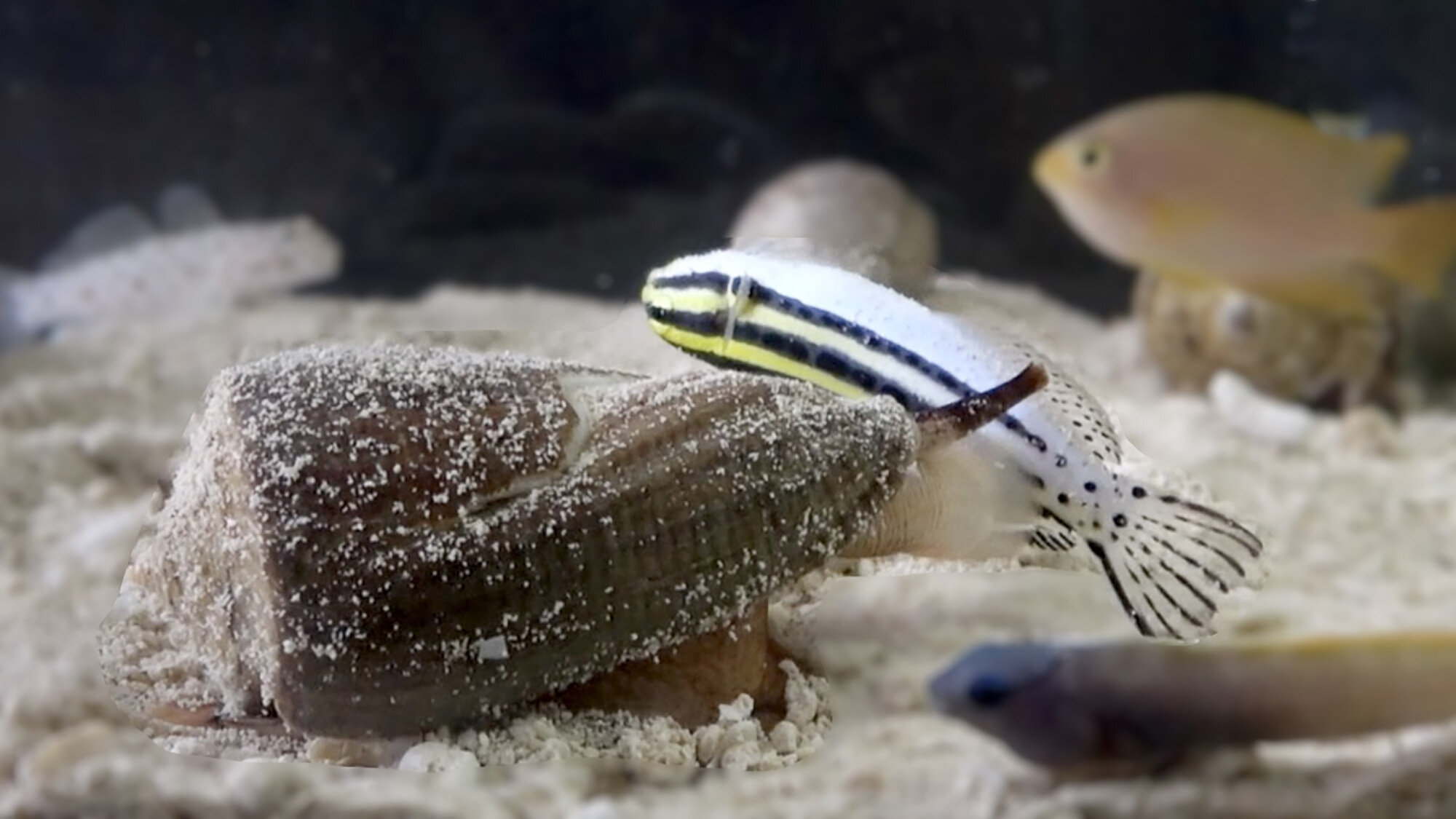 New potentially painkilling compound found in deep-water cone snails