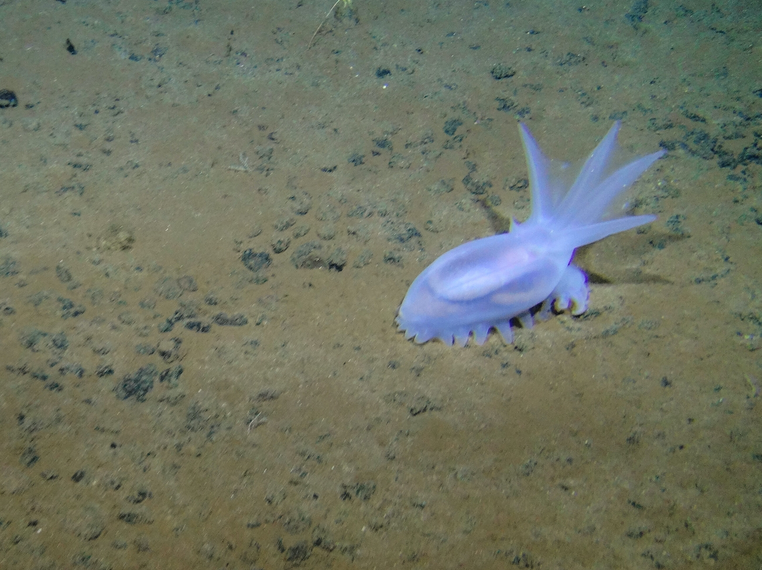New research finds deep-sea mining noise pollution will stretch hundreds of mile..