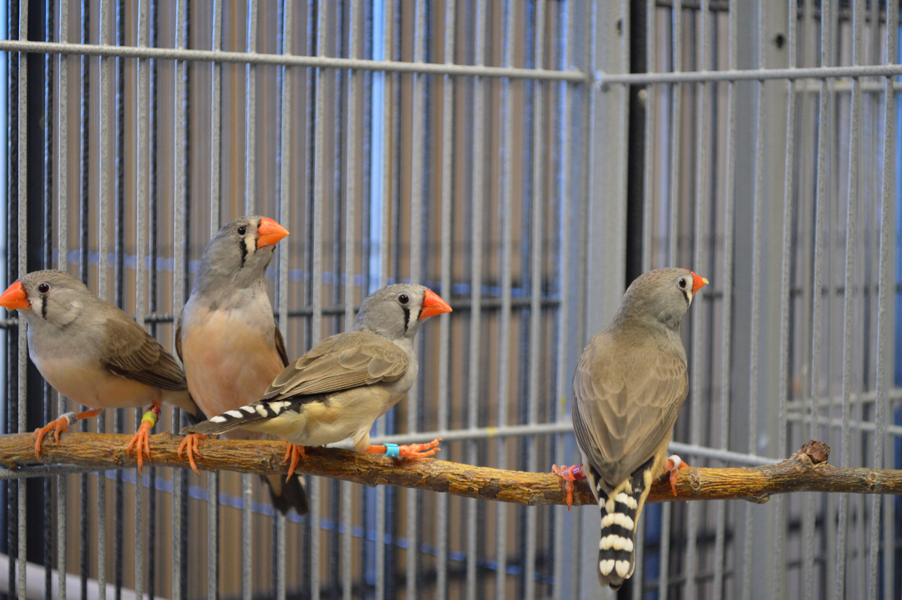 New research shows long-term personality traits influence problem-solving  in zebra finches