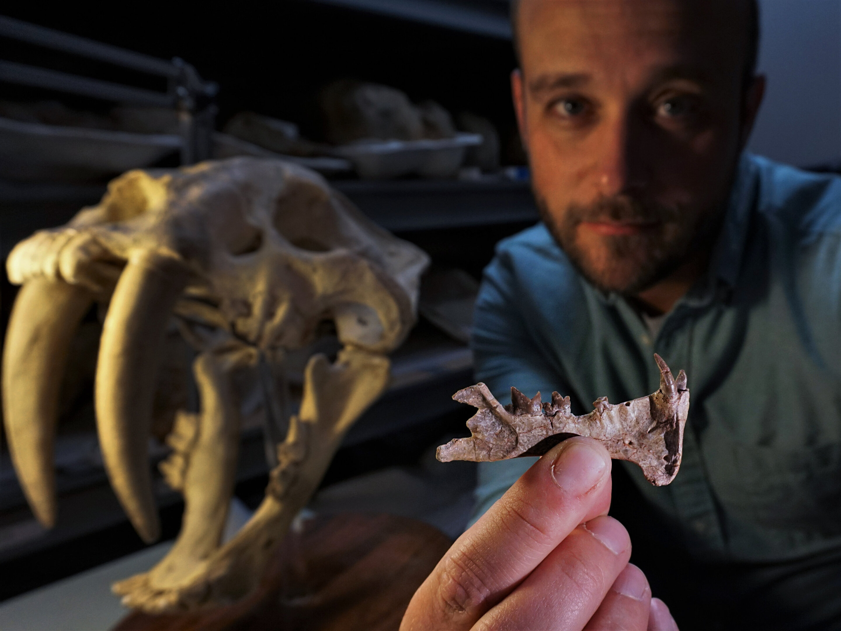New sabre-tooth predator precedes cats by millions of years