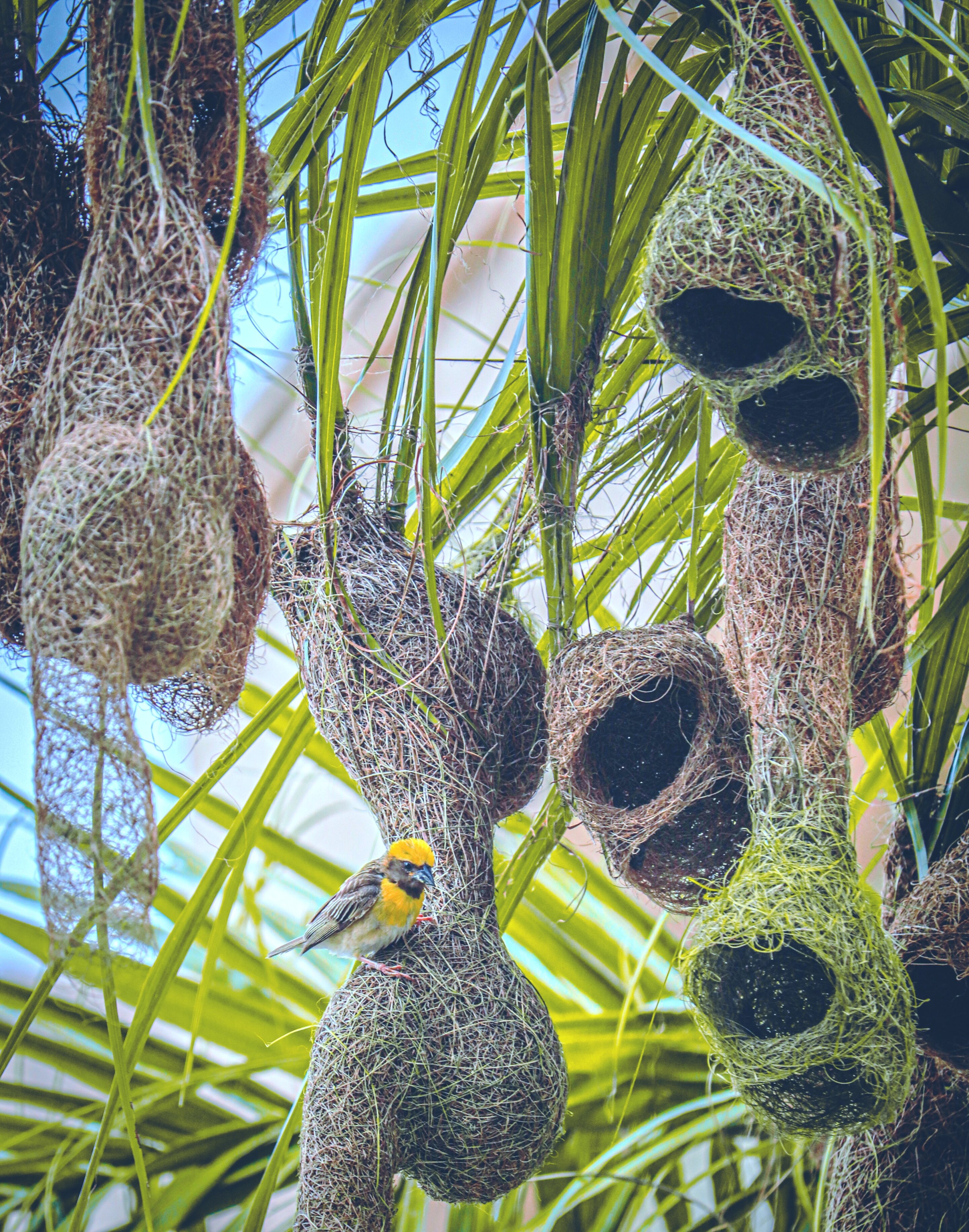 New study finds birds build hanging-nests to protect offspring