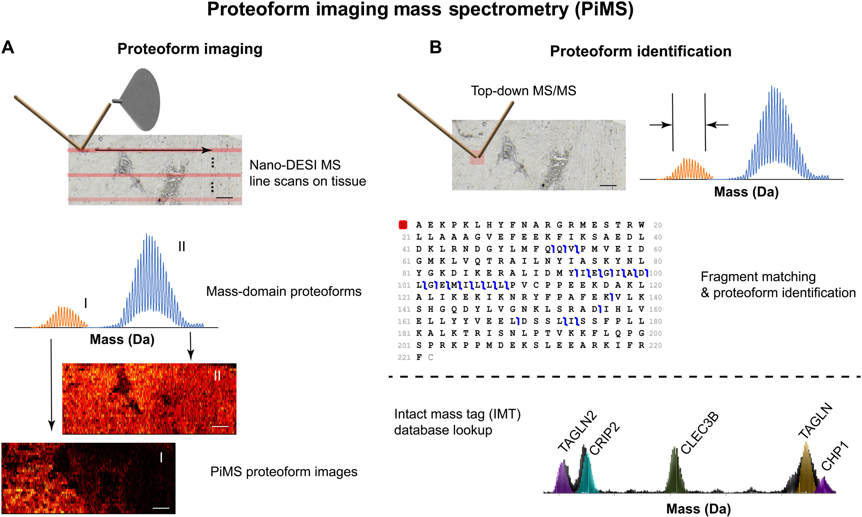 New technique improves proteoform imaging in human tissue