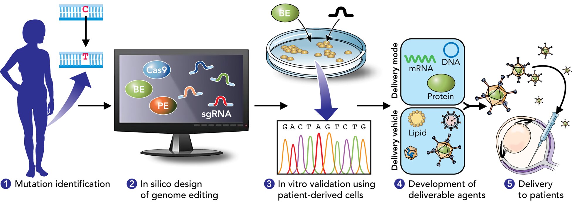 #New report illustrates potential of precision genome editing in treating inherited retinal diseases