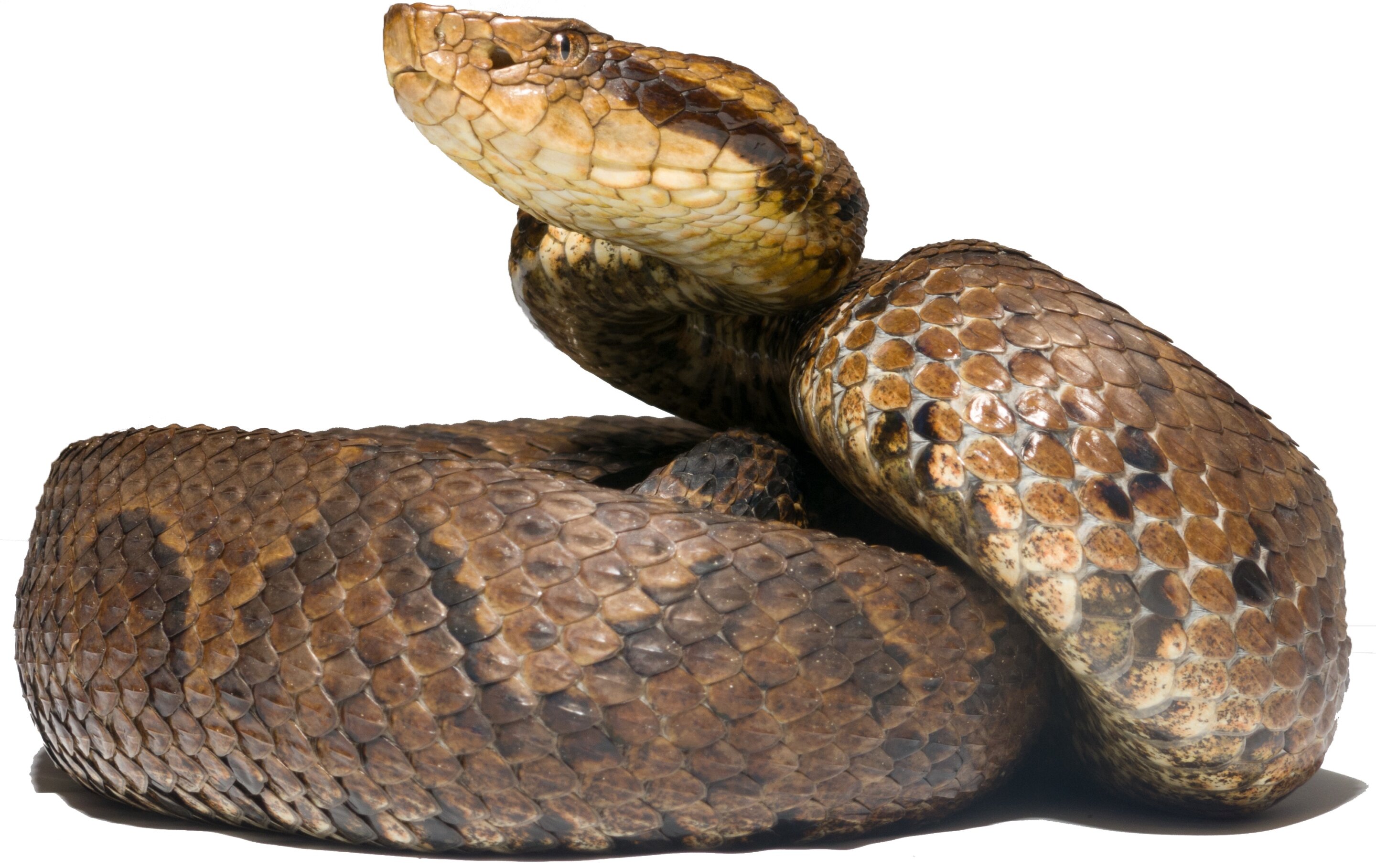New venomous snakes discovered in Colombia: Taxonomic classification  facilitates medical help in case of snakebites
