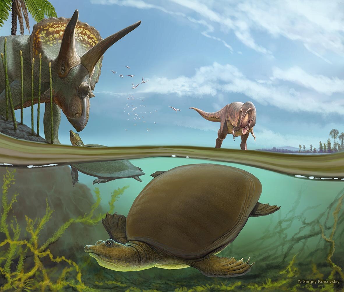 Newly identified softshell turtle lived alongside T. rex and Triceratops