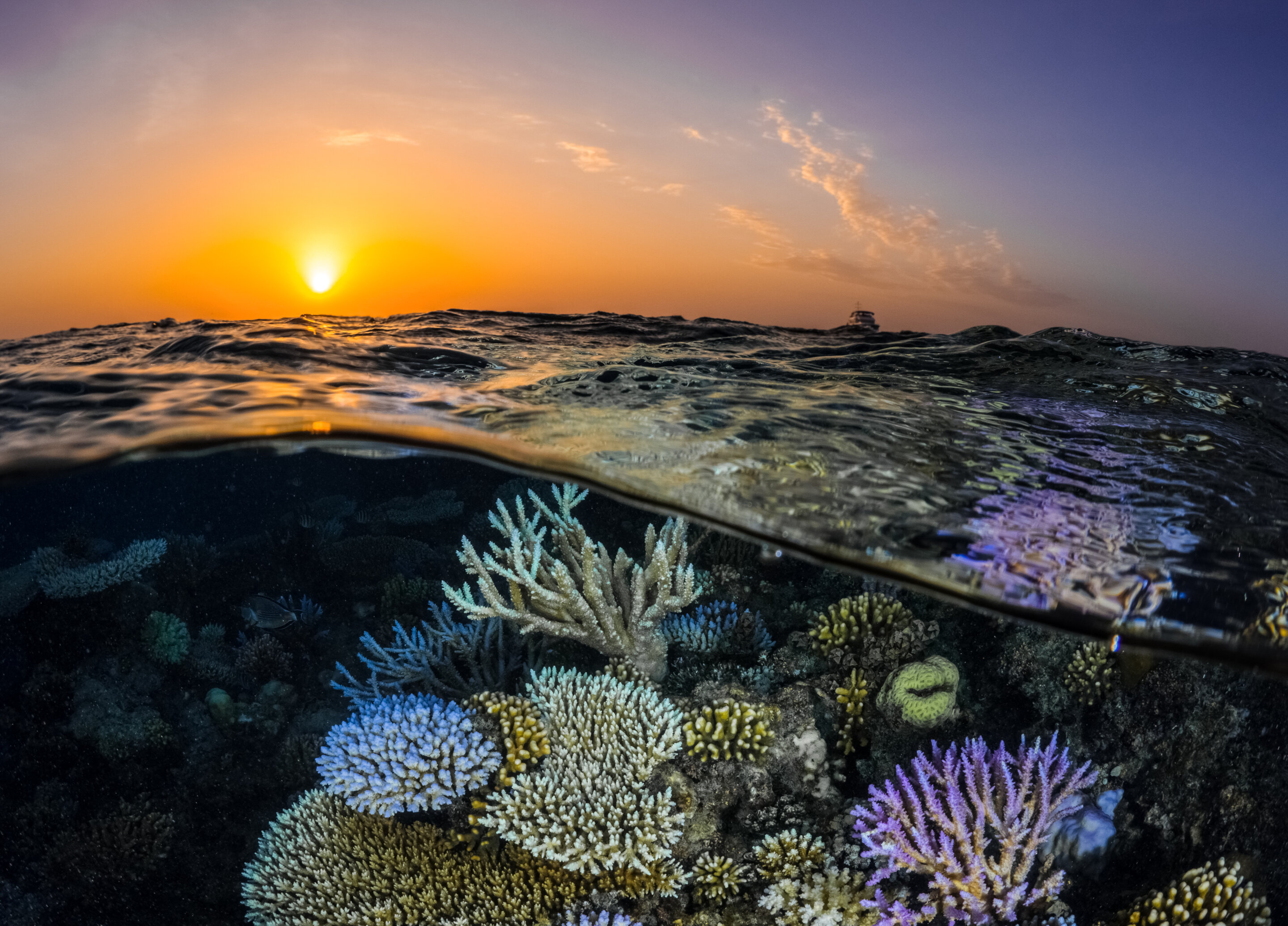 تقاوم الشعاب المرجانية في شمال البحر الأحمر الابيضاض في البحار الدافئة