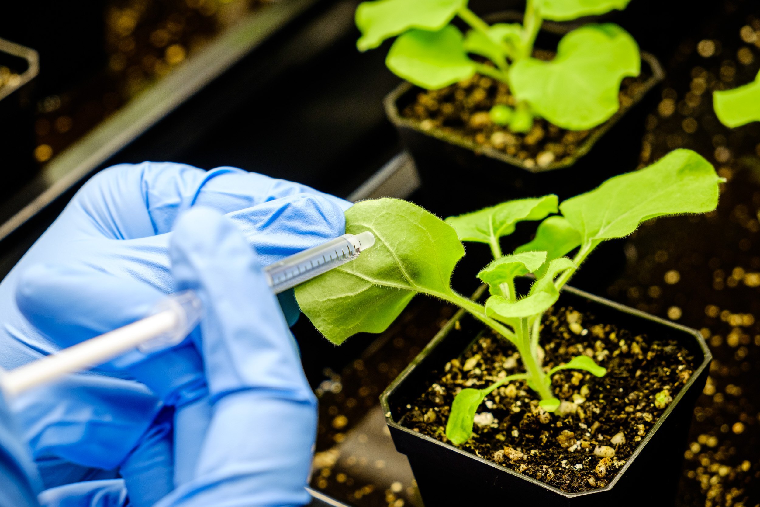 Scientists genetically engineer plants to yield more vegetable oil