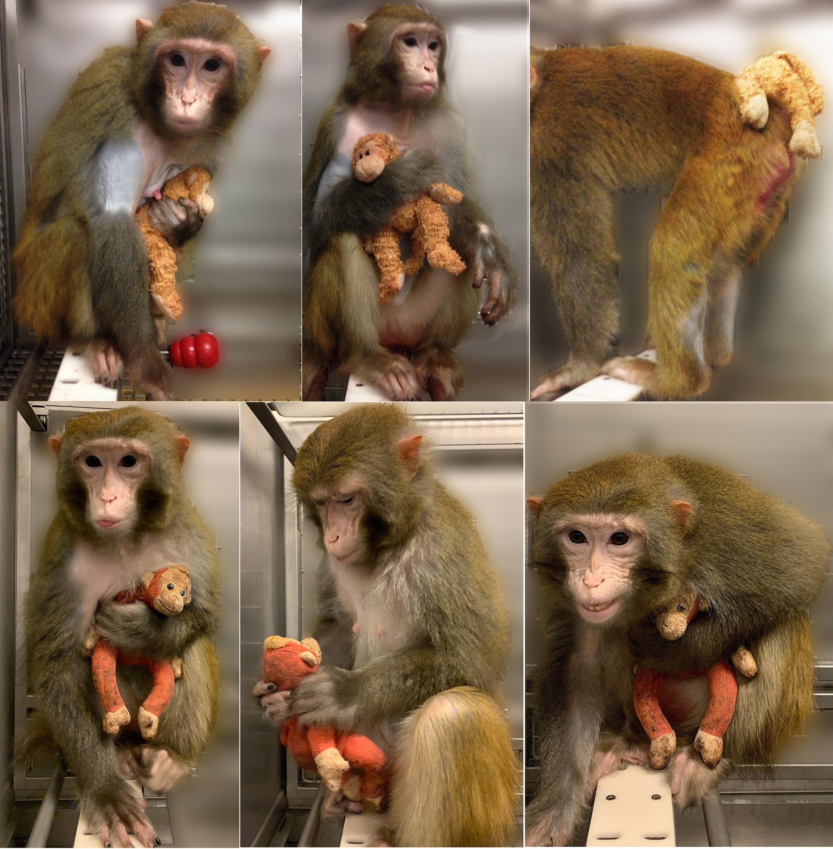 Studies with monkeys find early attachment brings generations of