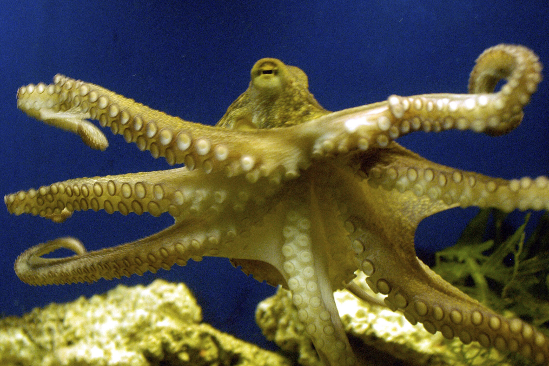 #Octopus ancestors lived before era of dinosaurs, study shows