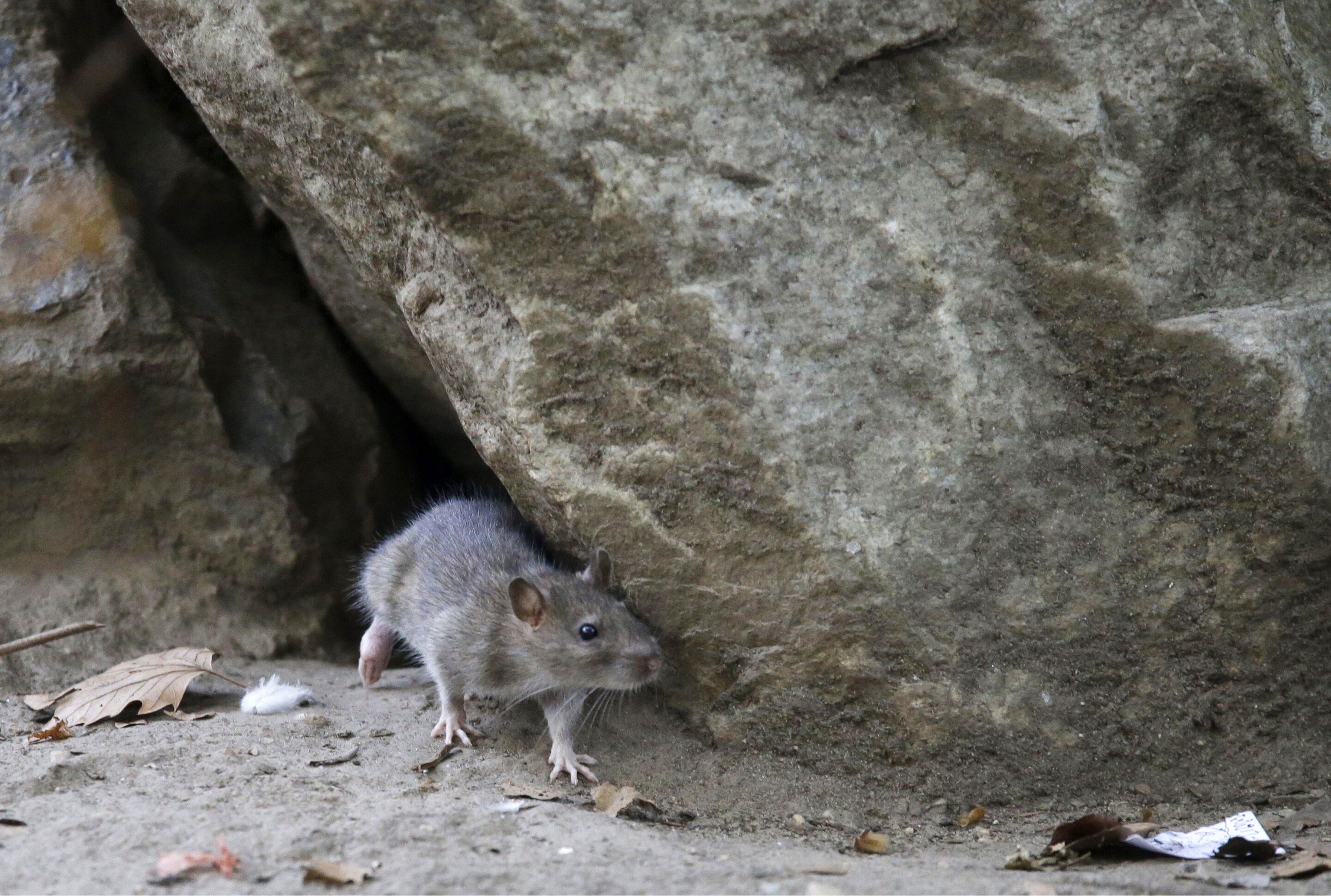 #Oh, rats! As New Yorkers emerge from pandemic, so do rodents