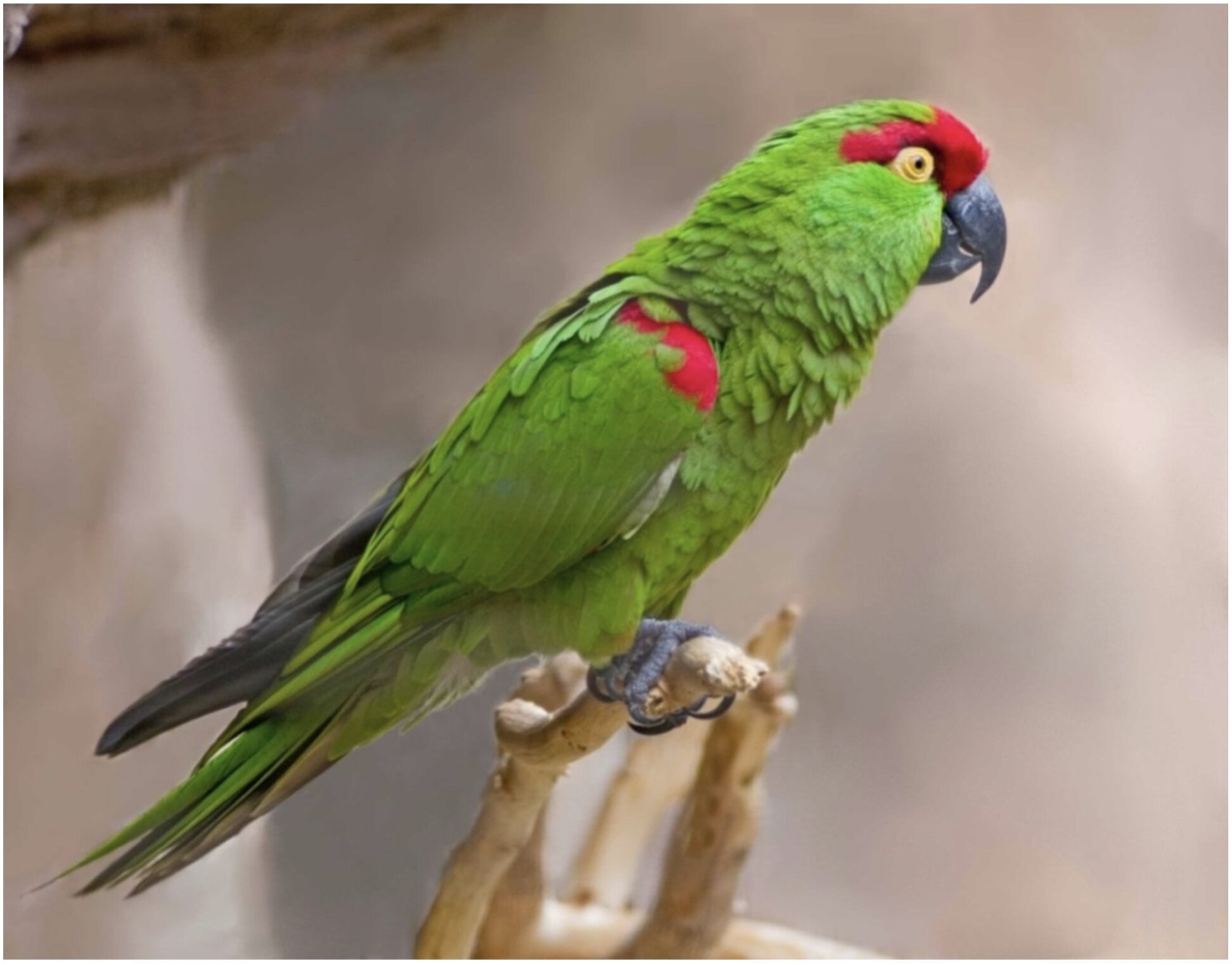Old bone links lost American parrot to ancient Indigenous bird trade