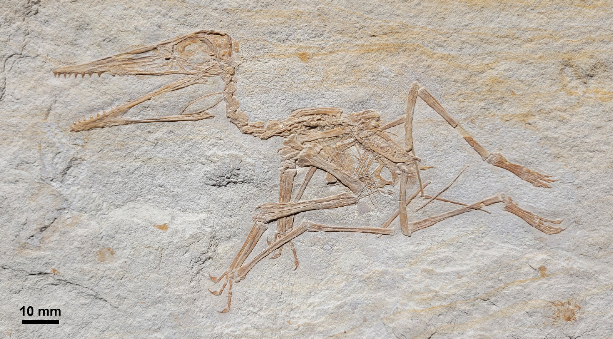 Oldest Pterodactylus fossil found in Germany