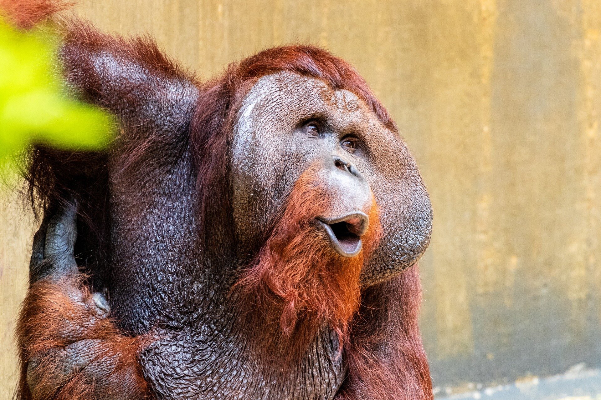 Orangutan communication sheds light on human speech origins