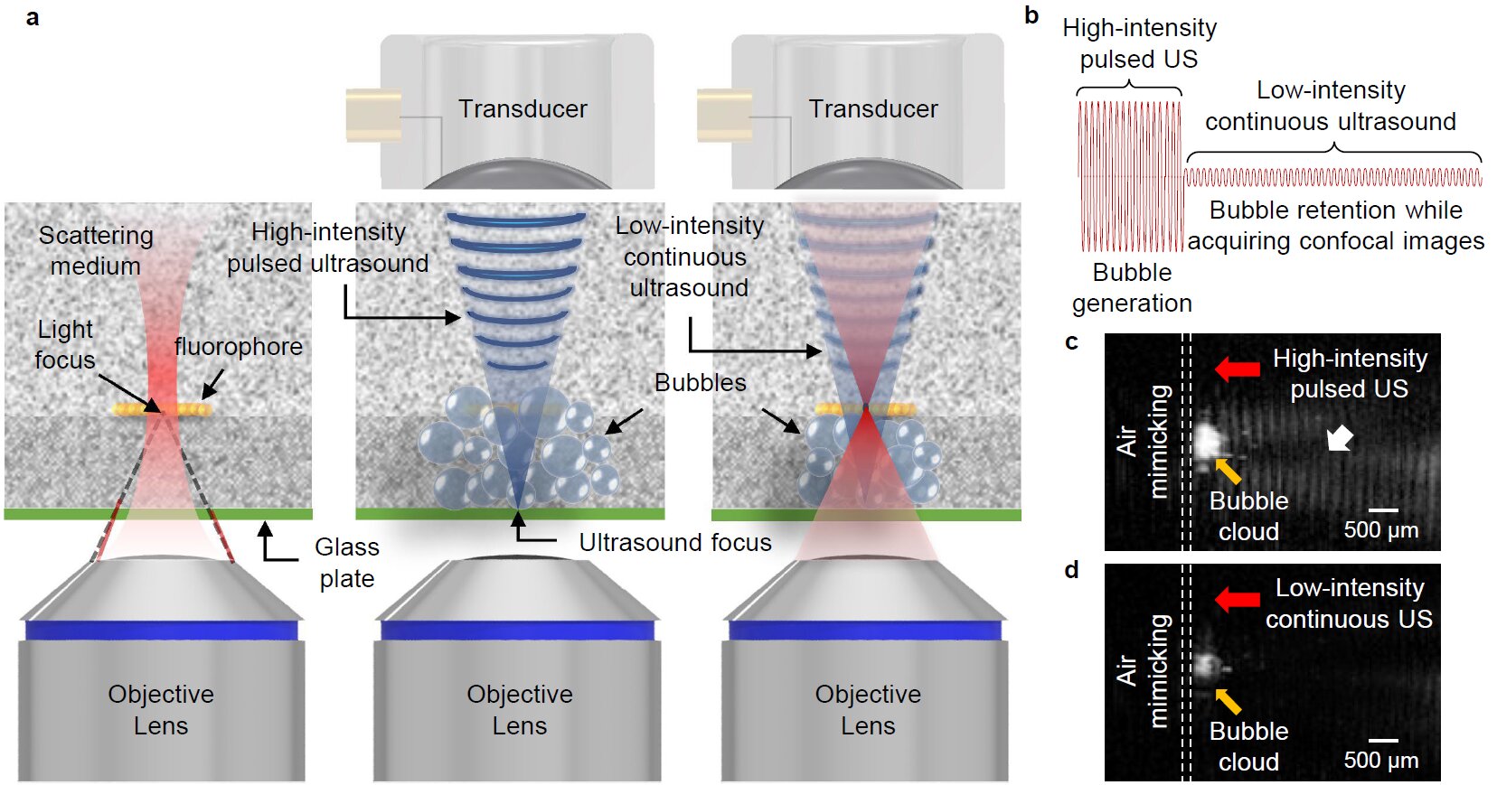 Imagerie optique médicale utilisant la première technologie au monde de « transparence tissulaire induite par ultrasons »