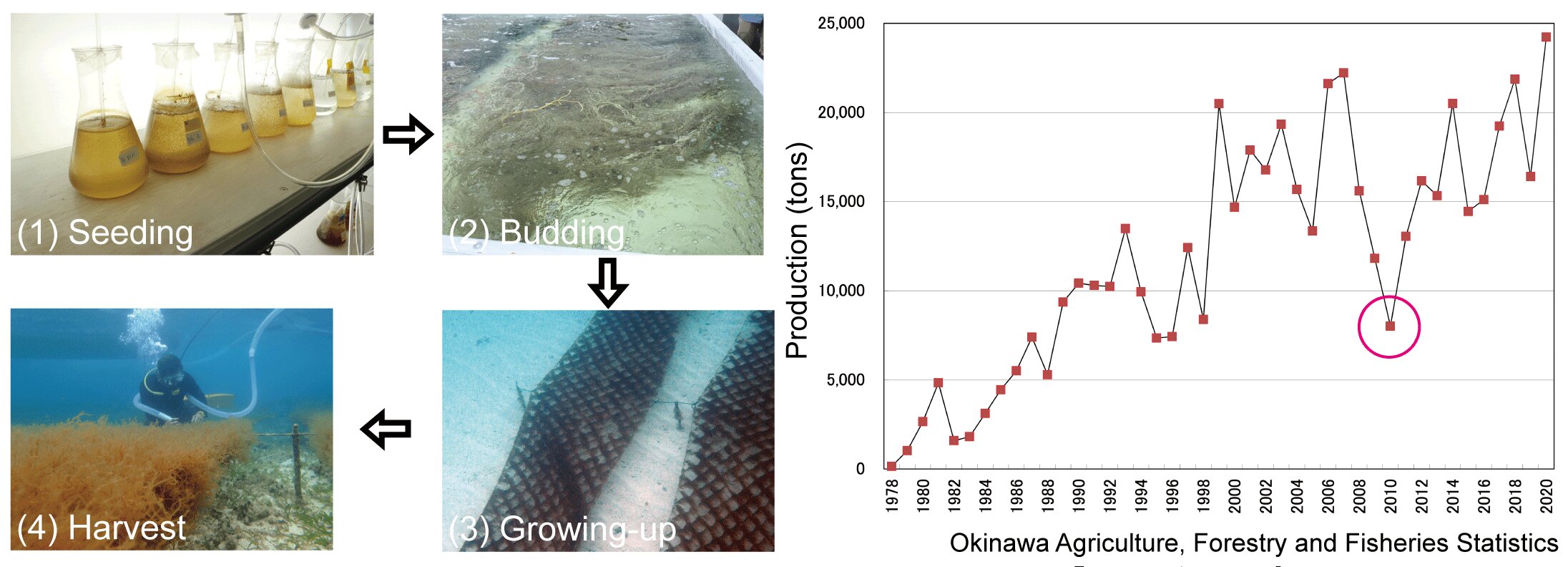 #PCR test for Okinawa mozuku could increase yields and lead to climate-tolerant strains