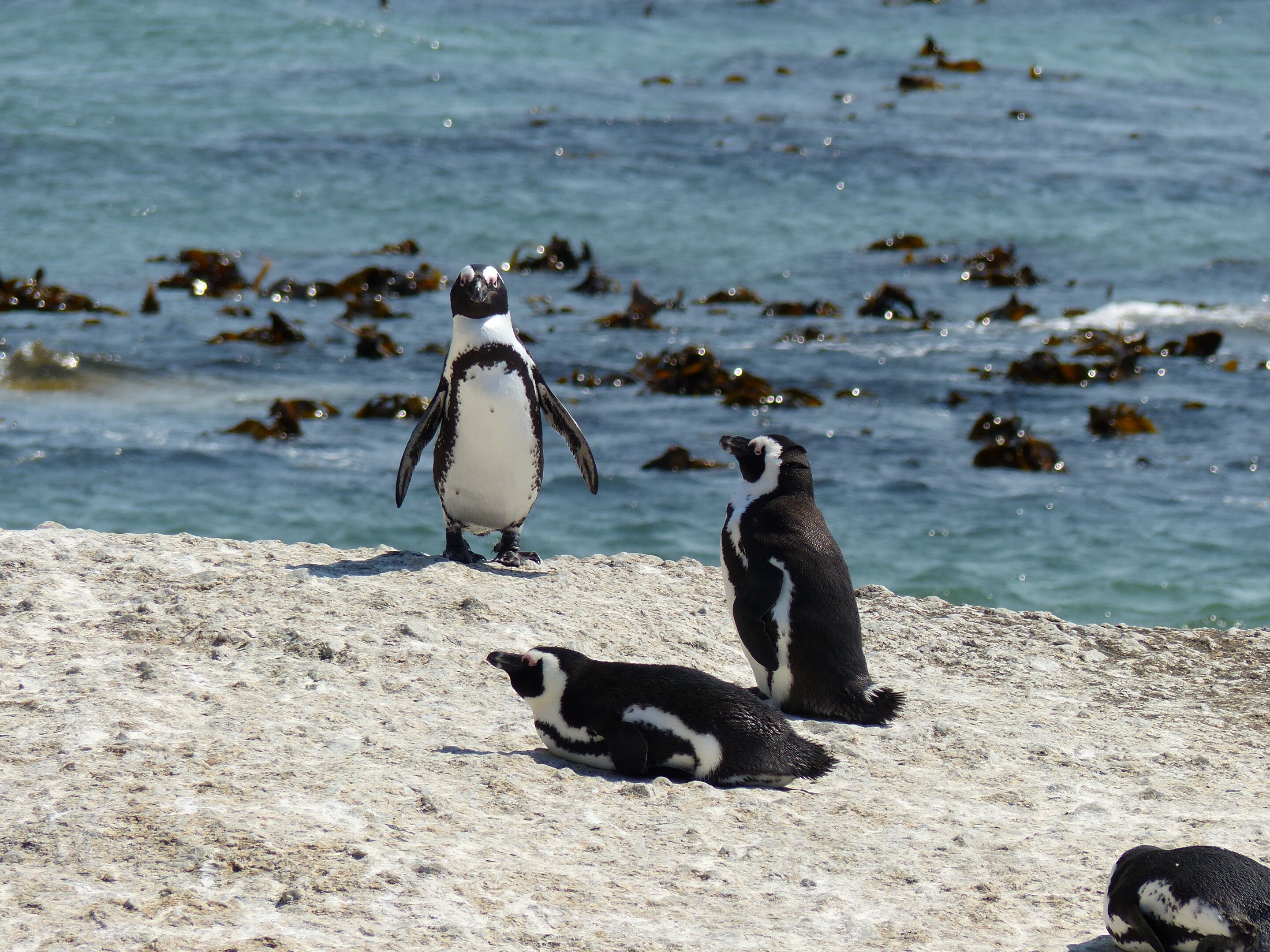 Vocal accommodation found in African penguins