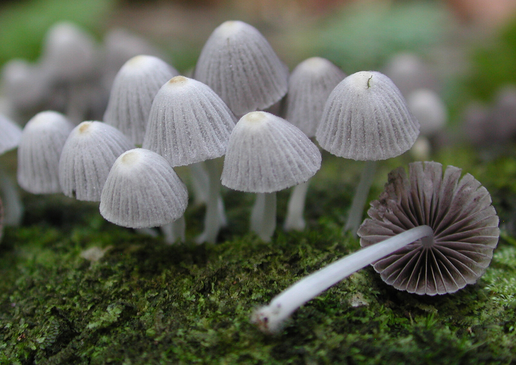 #Polynesian island yields ‘treasure trove’ of fungal biodiversity