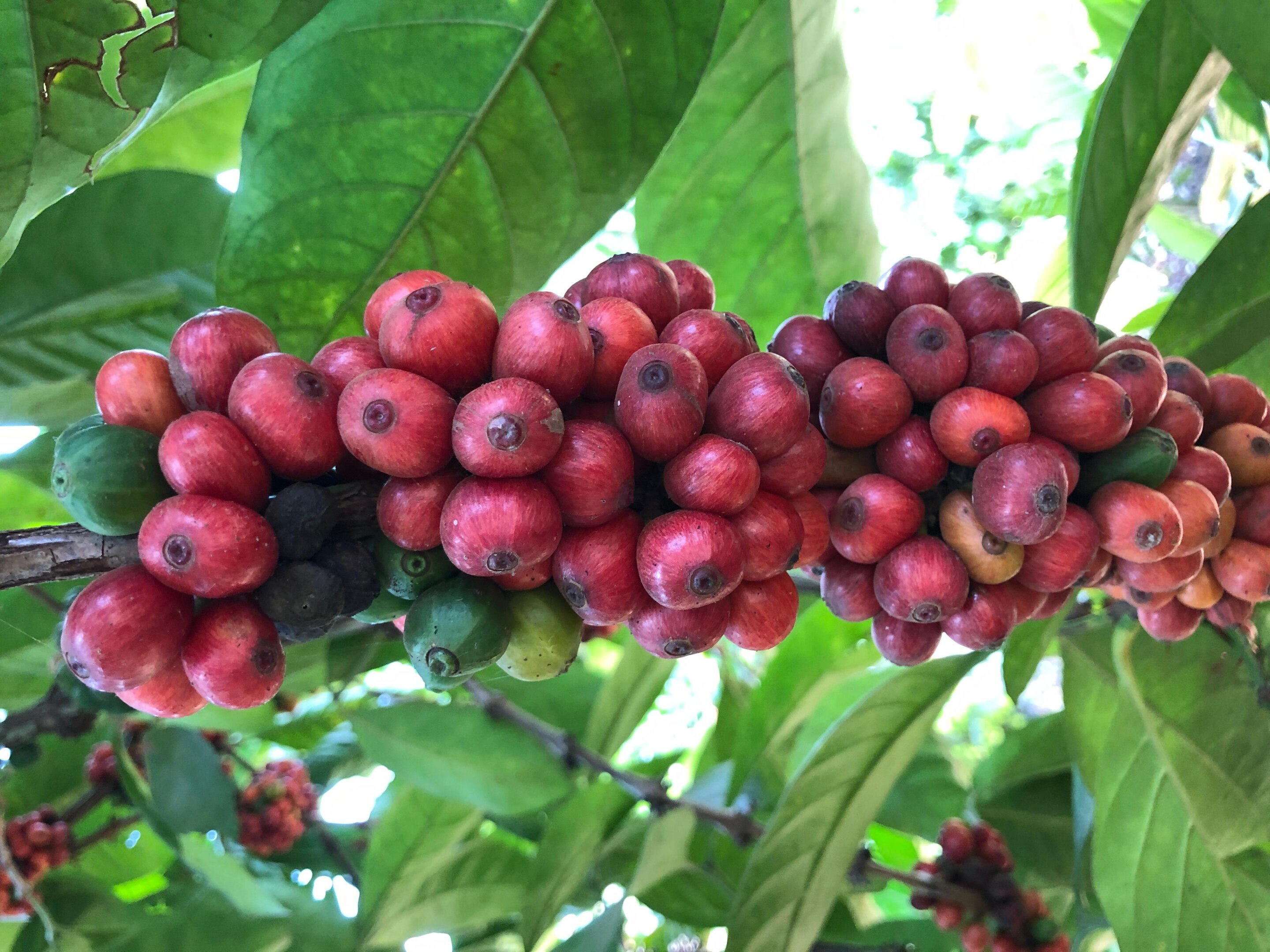 images of coffee plant