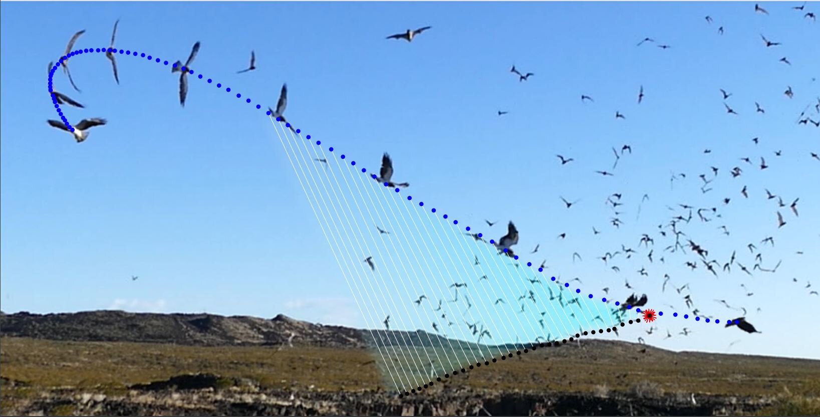 Study reveals how hunting hawks home in on prey inside a chaotic swarm
