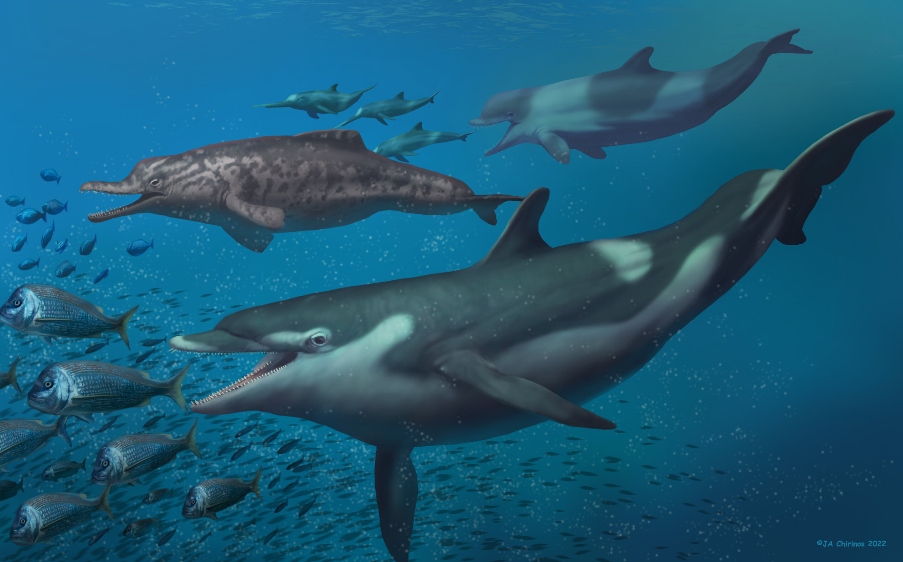Previously unknown dolphin species were present in ancient Swiss ocean