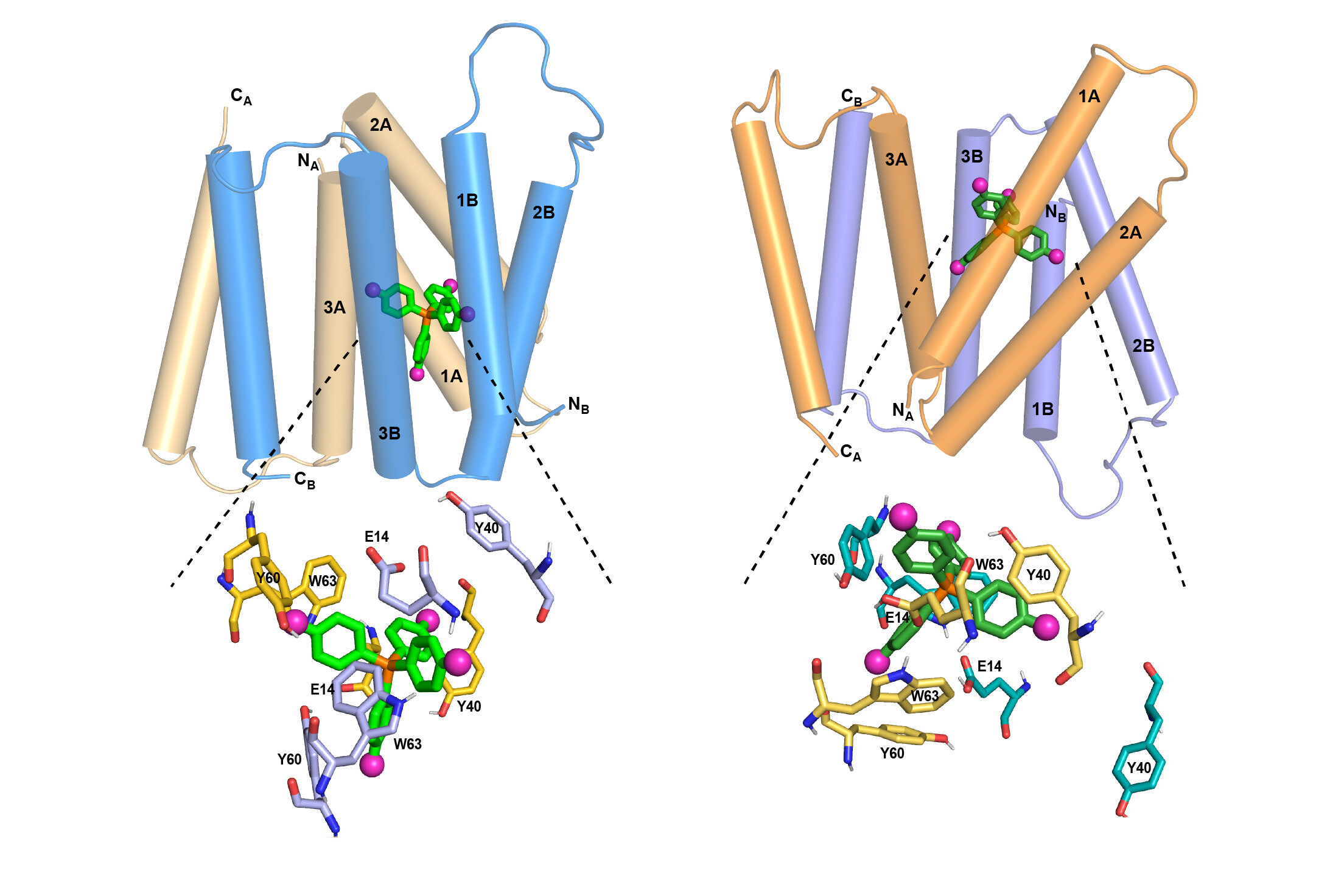 Protein structure offers clues to drug-resistance mechanism