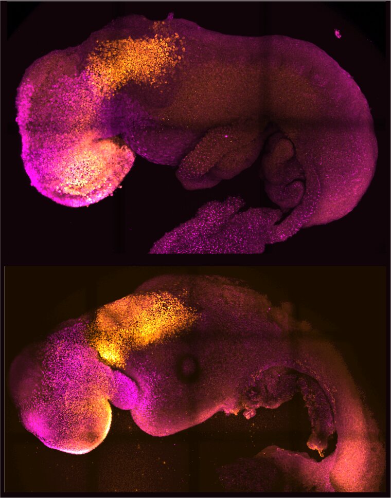 'Synthetic' mouse embryo with brain and beating heart grown from stem cells
