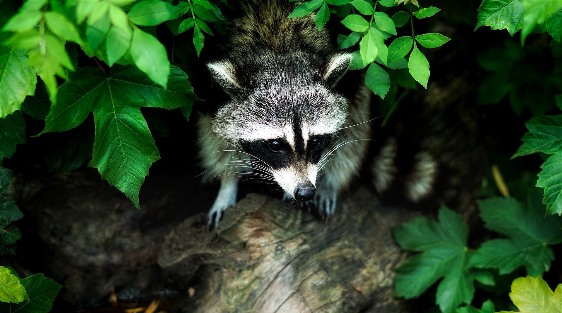 photo of Docile raccoons are super learners and likely trashcan criminal masterminds image