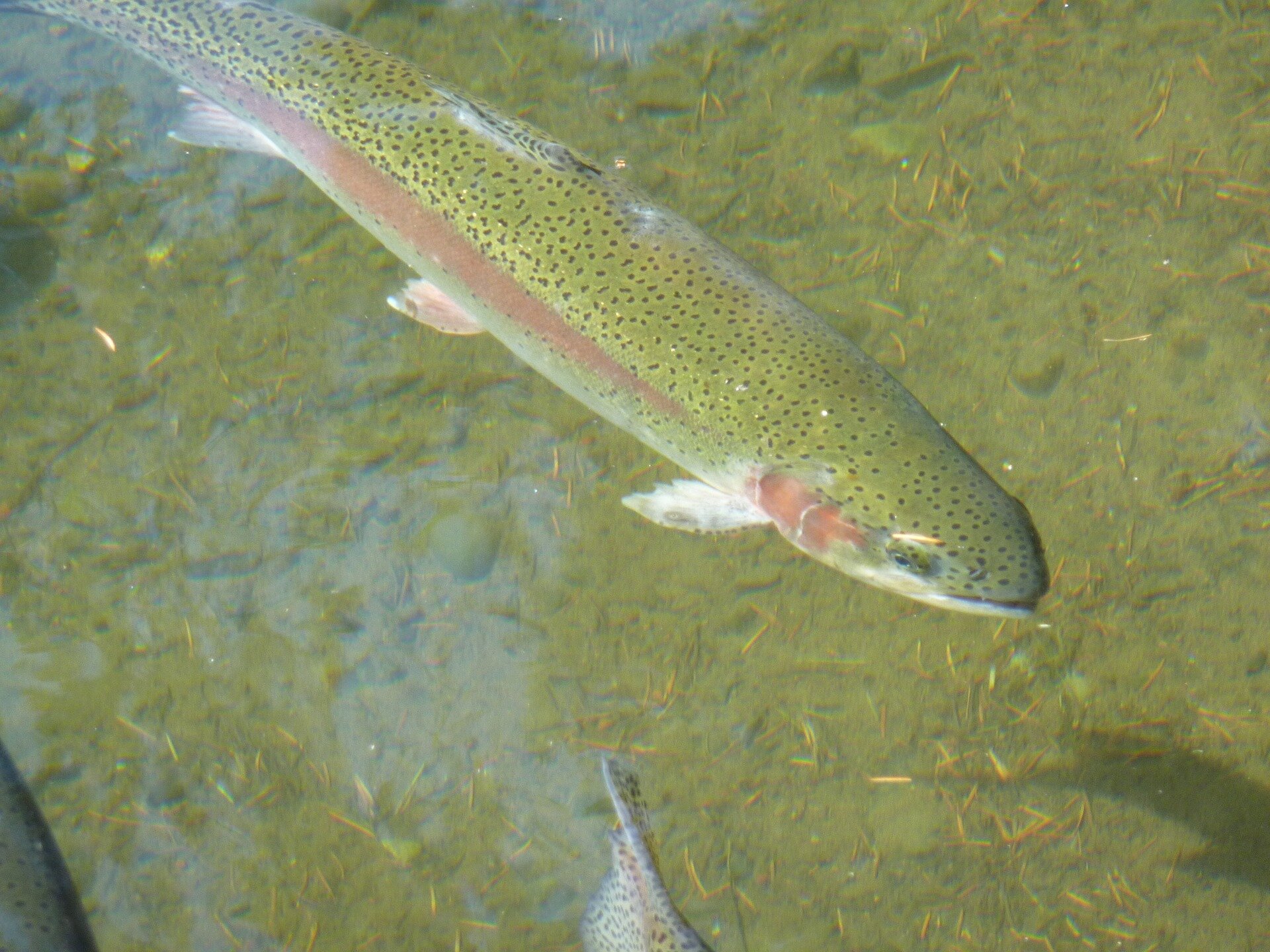 Scientists determine how to properly feed rainbow trout