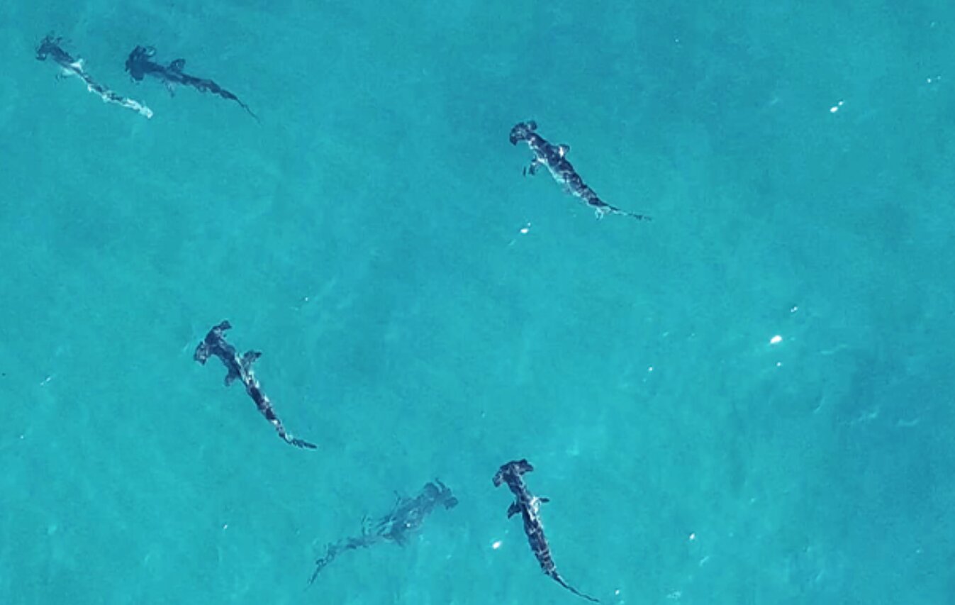 Rare hammerhead sharks found in Australian waters