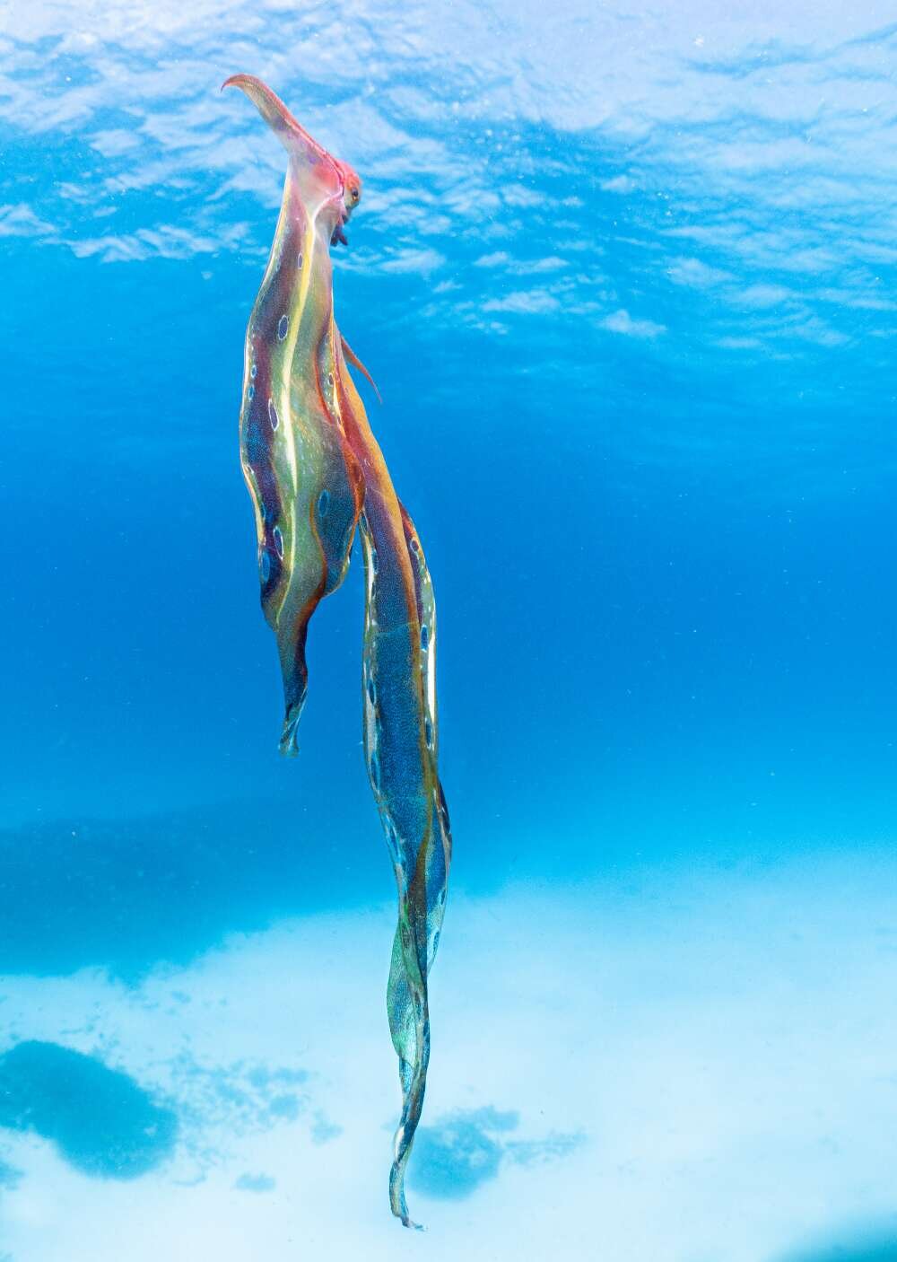 photo of Rare observation of a female blanket octopus in the wild image