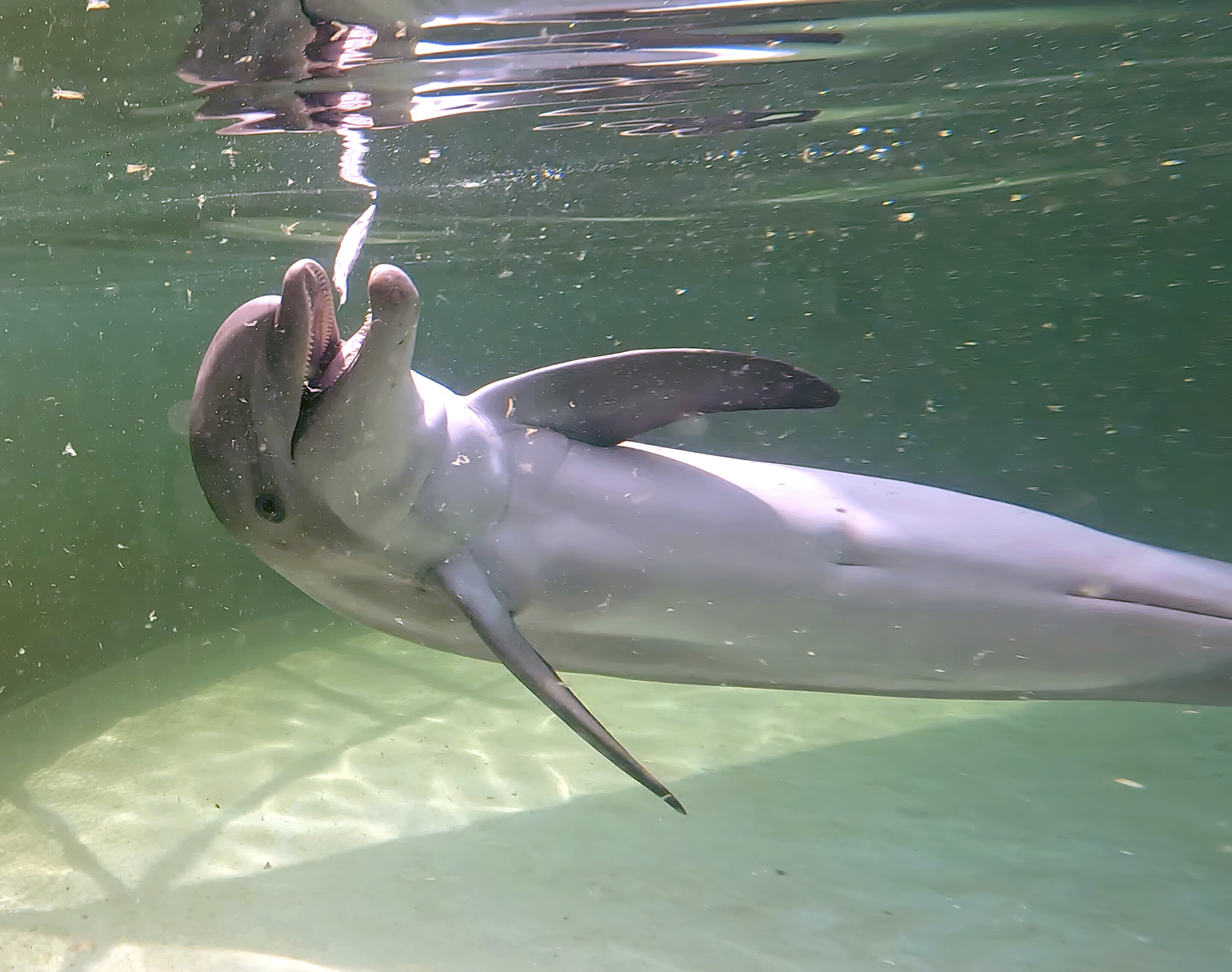 #Rehabilitated dolphin arrives at Florida Keys facility