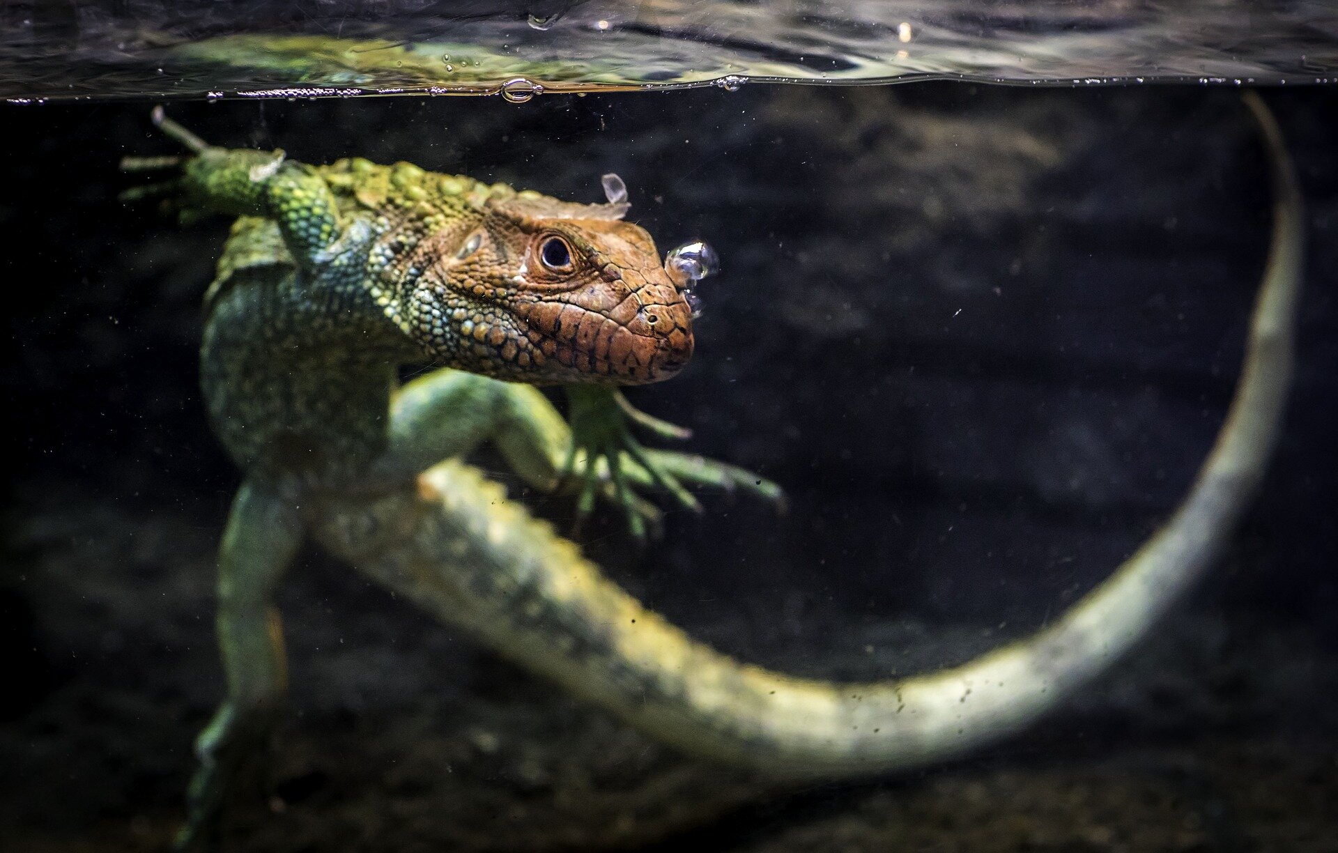 Later, gator? One-fifth of all reptile species could go extinct, new study says