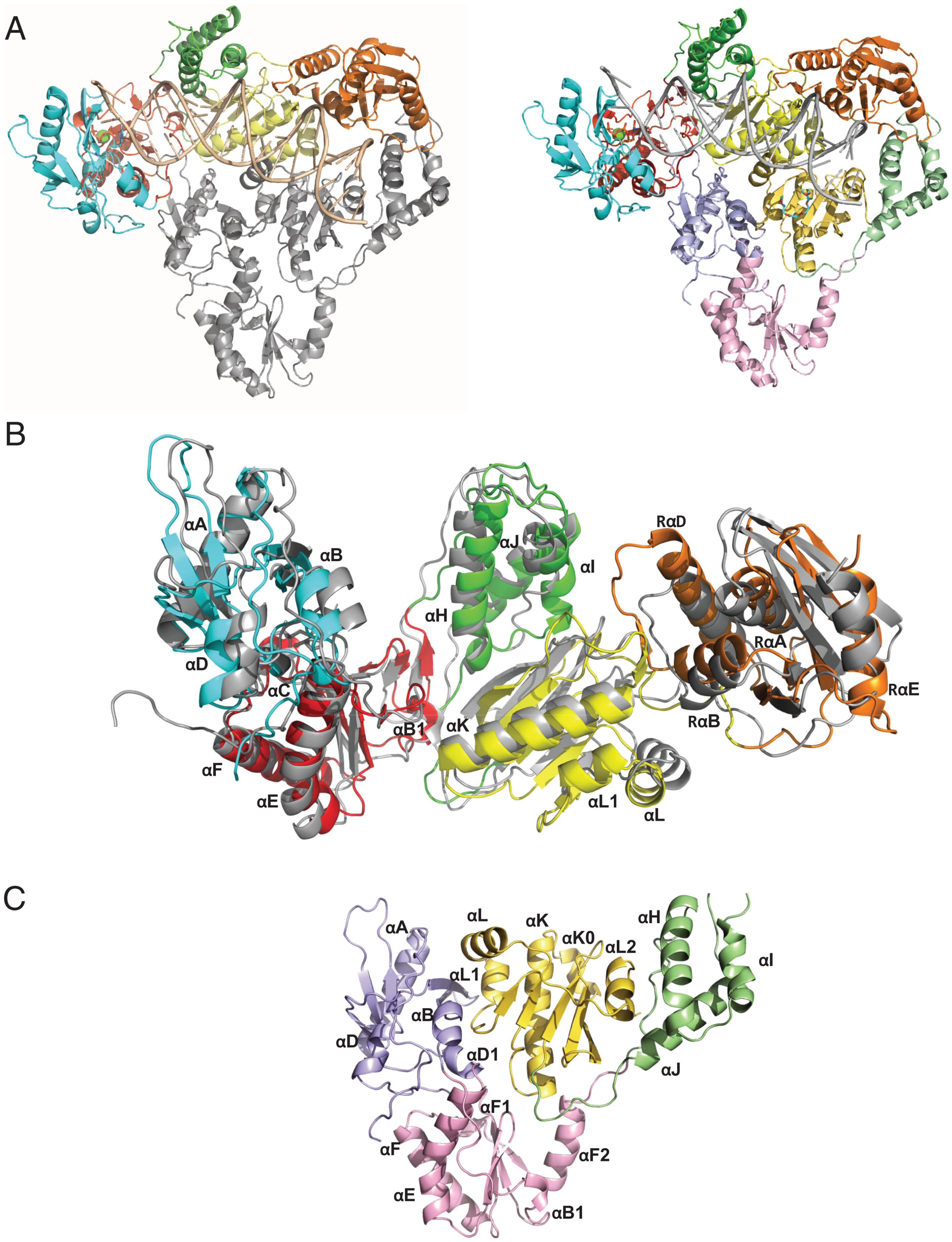 Research reveals structure of human endogenous reverse transcriptase