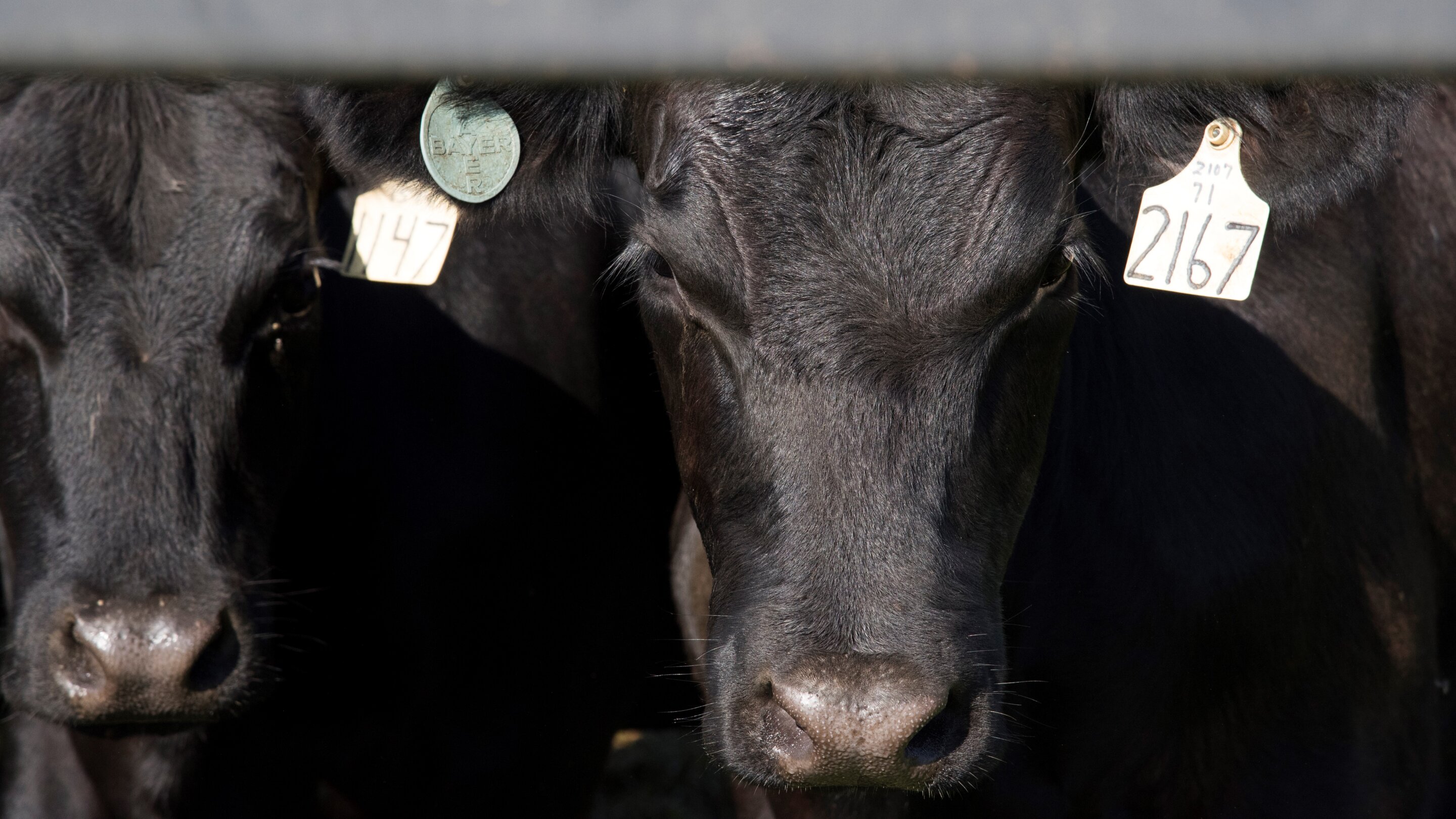 Researchers analyze price ranges from fed cattle negotiated cash sales