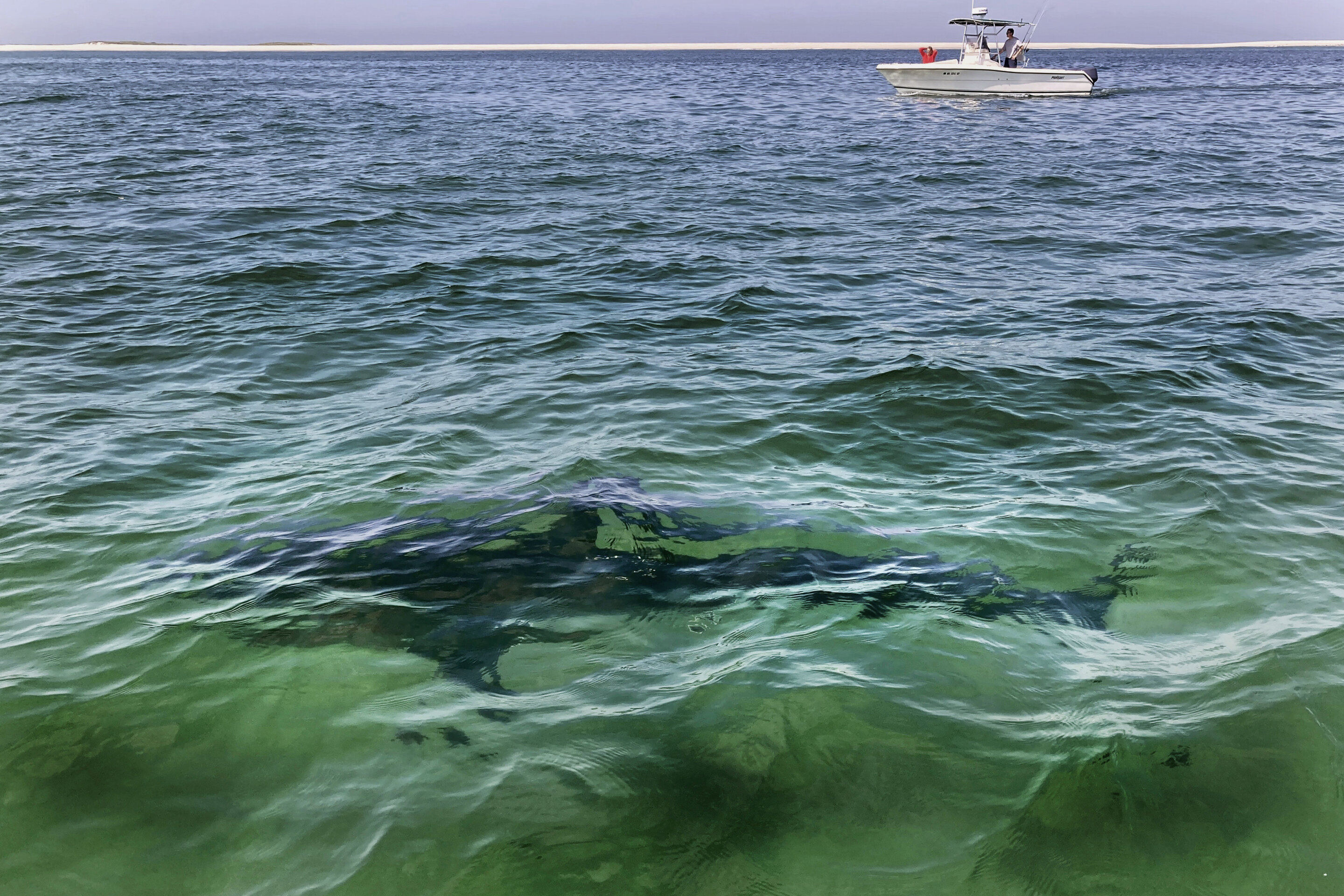 #Researchers caution beachgoers ahead of white shark season