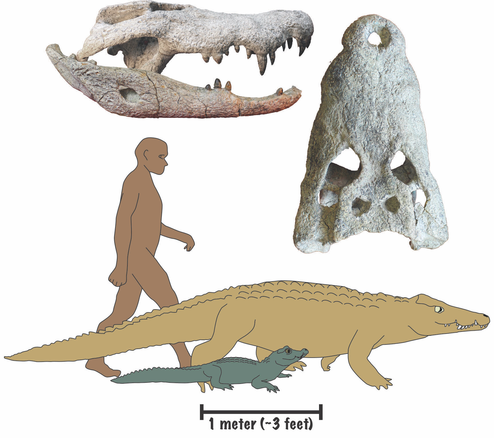 #Researchers discover crocodile species that likely preyed on human ancestors