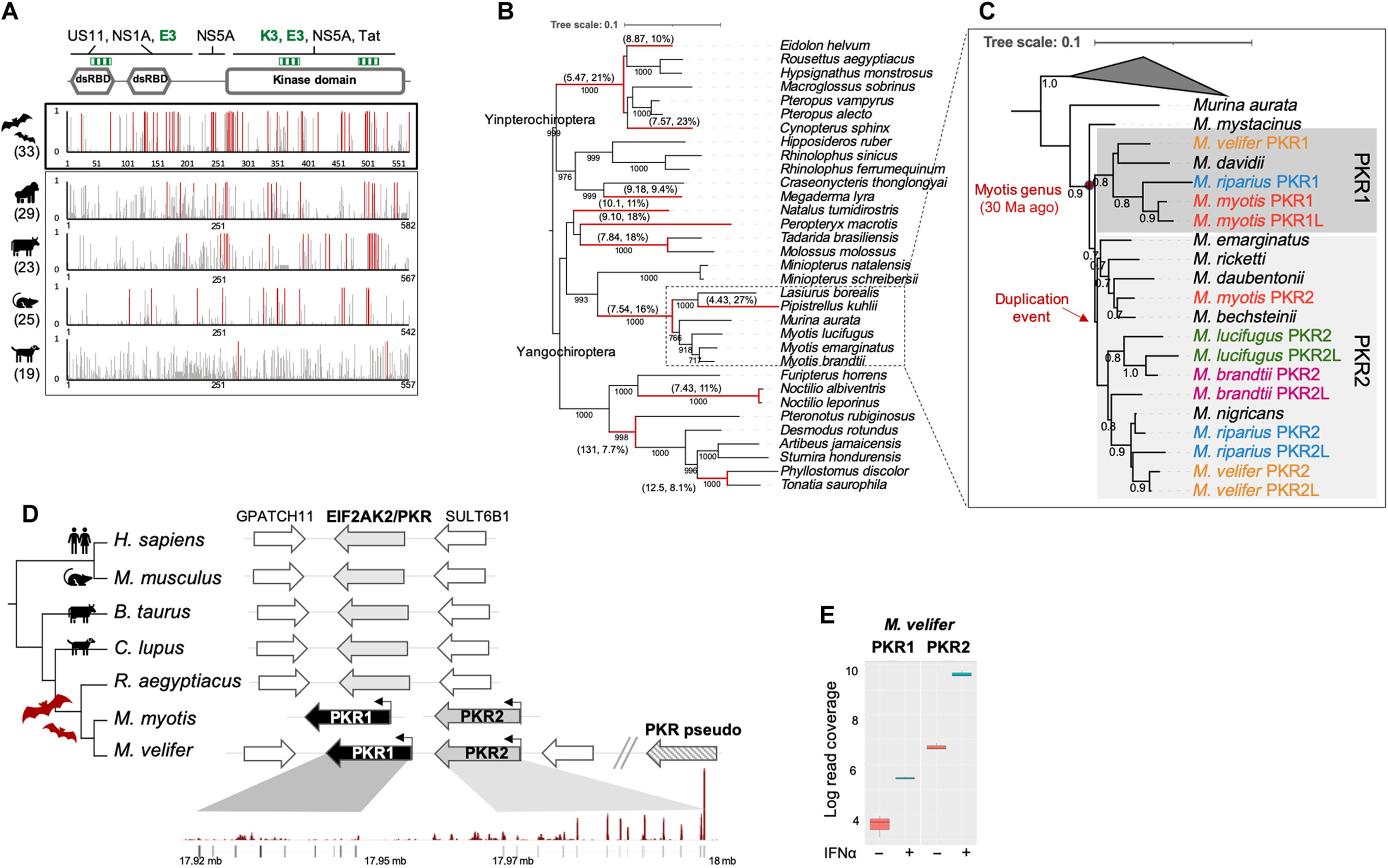 Des chercheurs découvrent des duplications génétiques répétées et une diversification génétique dans la protéine kinase R chez les chauves-souris à oreilles de souris