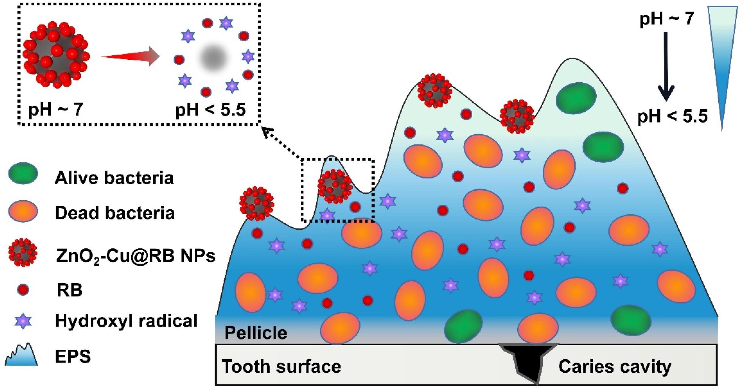 Nanoparticles for Oral Biofilm Treatments