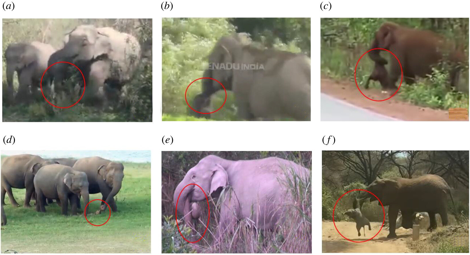 Researchers study YouTube videos to learn more about how wild elephants react to..