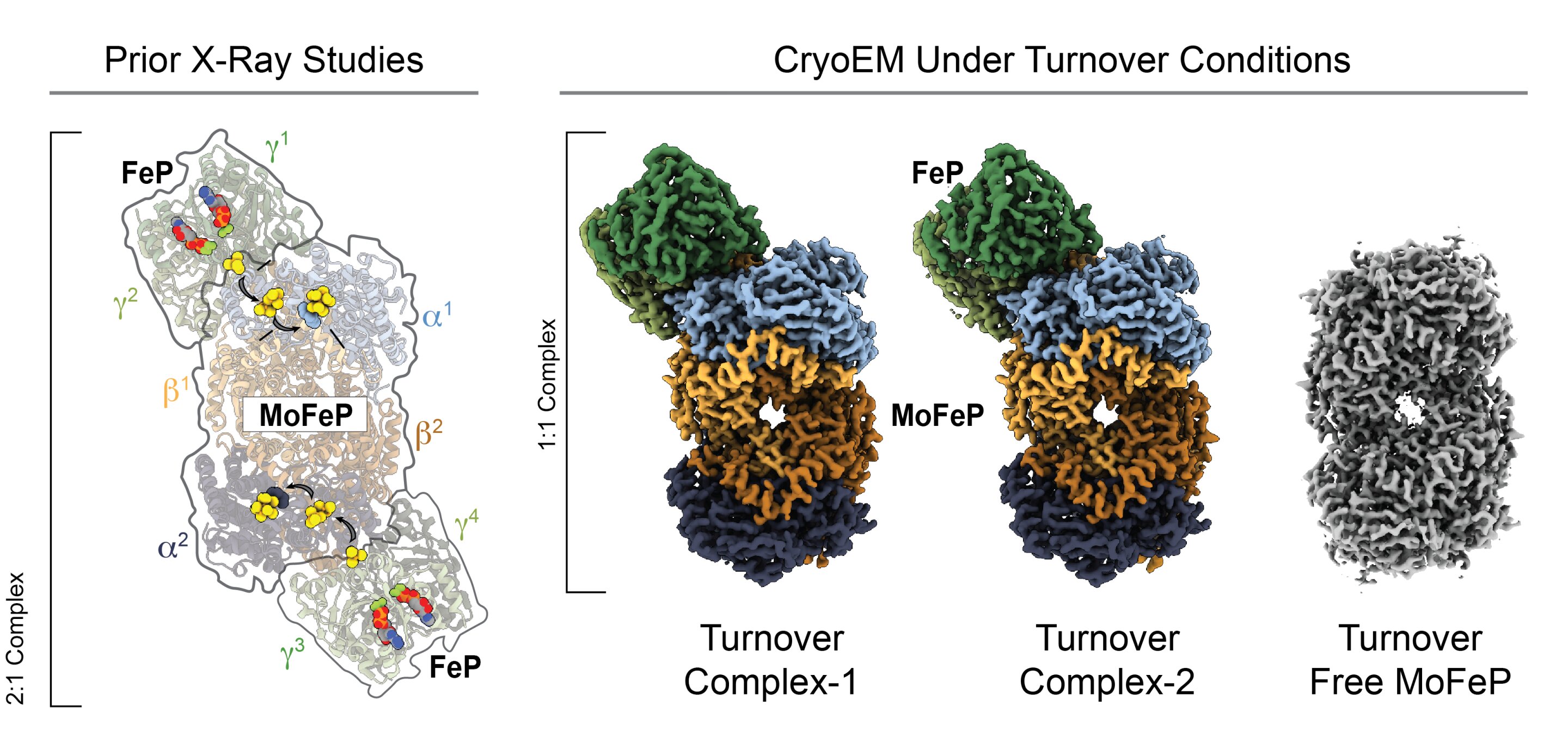 #Researchers take first-ever cryo-EM images of nitrogenase in action