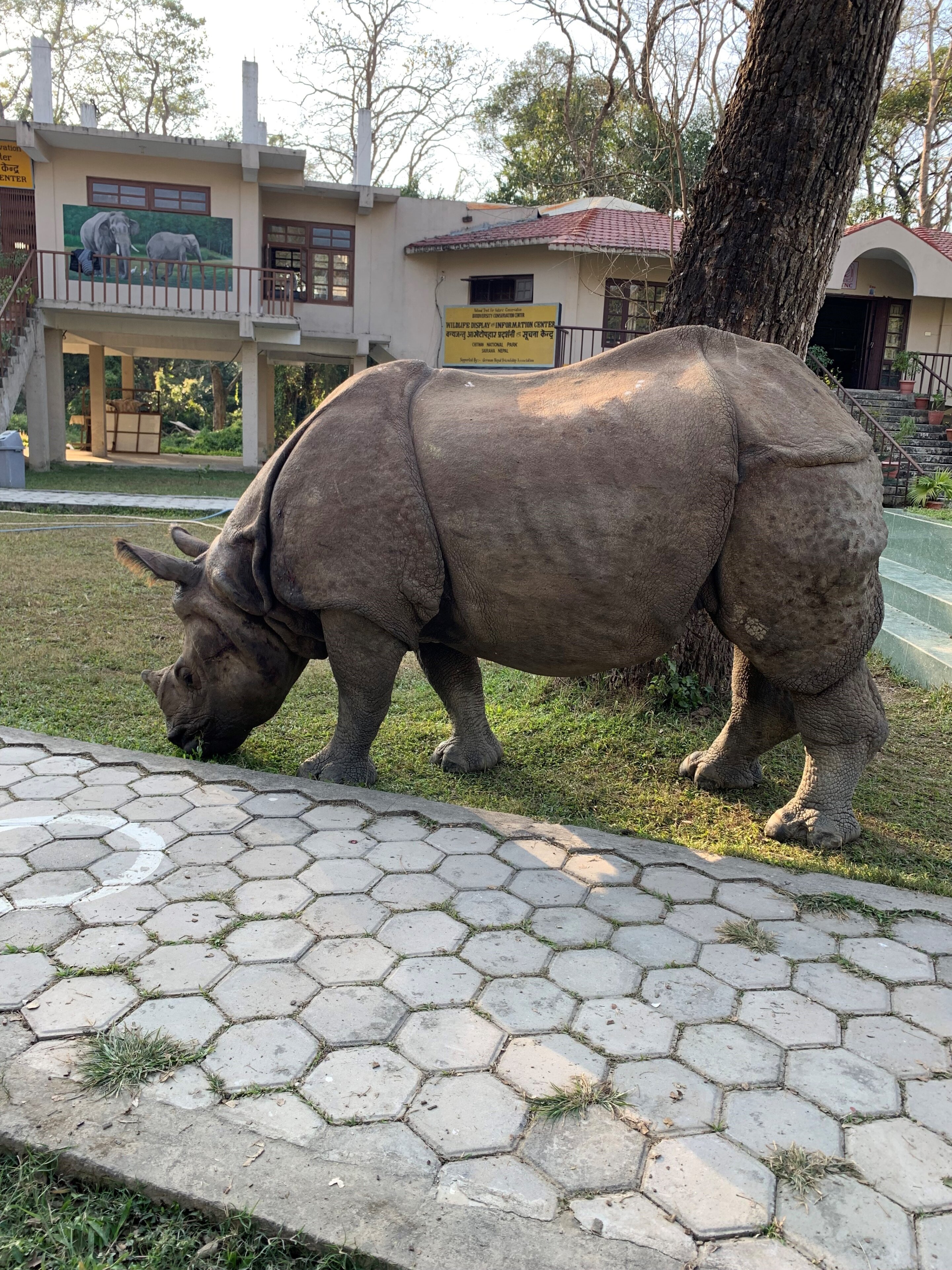 photo of Rhino conservation in Nepal creates a burden for communities, infrastructure and other species, study warns image