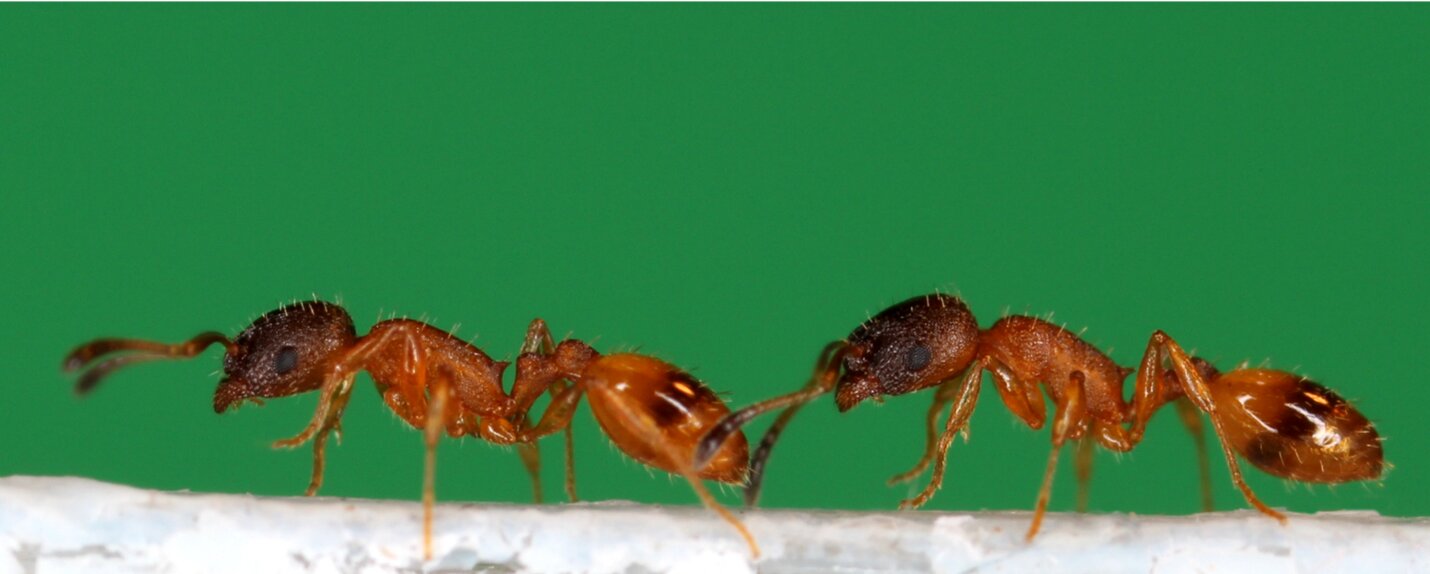 Como respiran las hormigas
