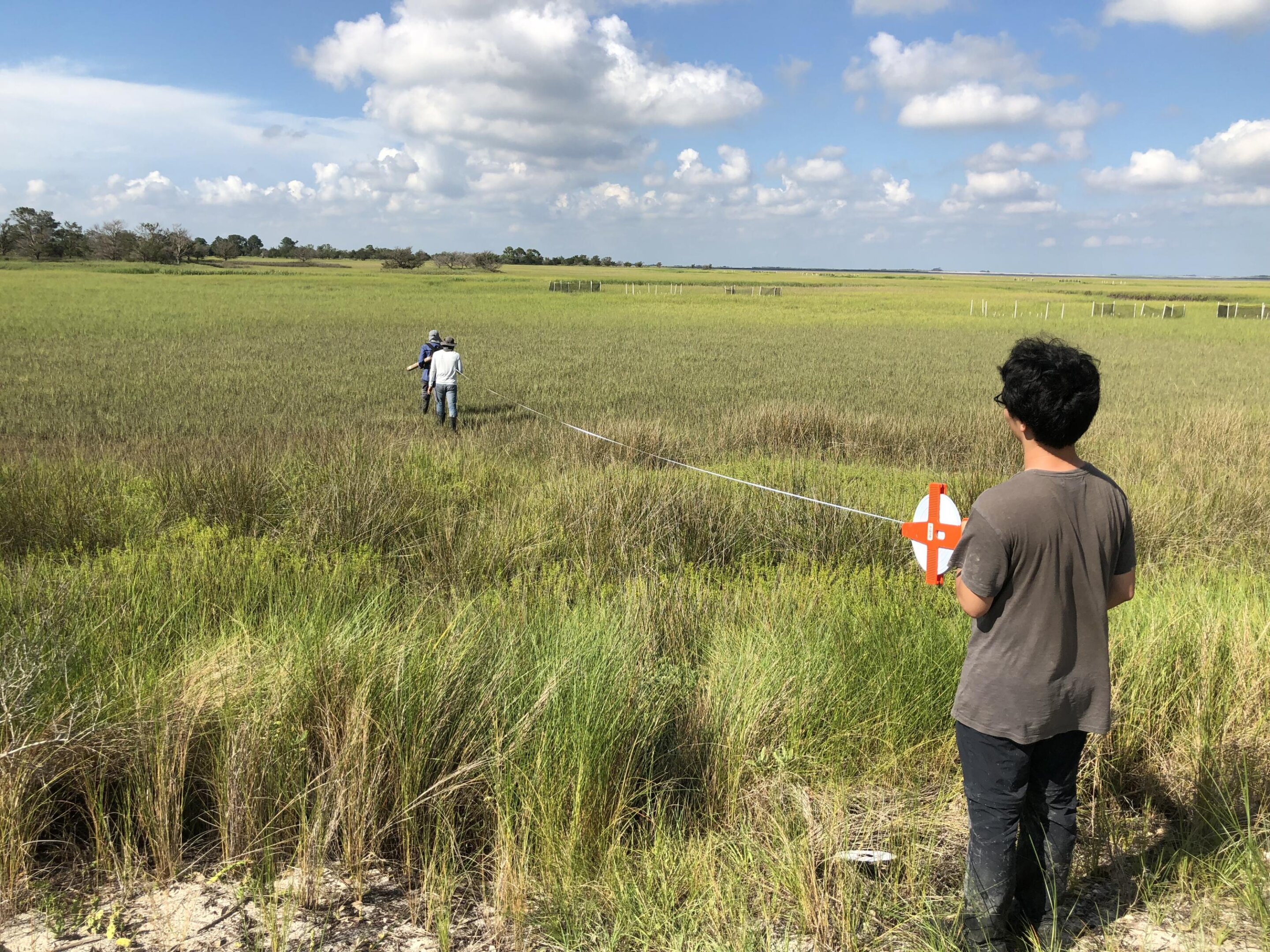 Salt marsh grass on Georgia’s coast gets nutrients for growth from helpful bacteria in its roots